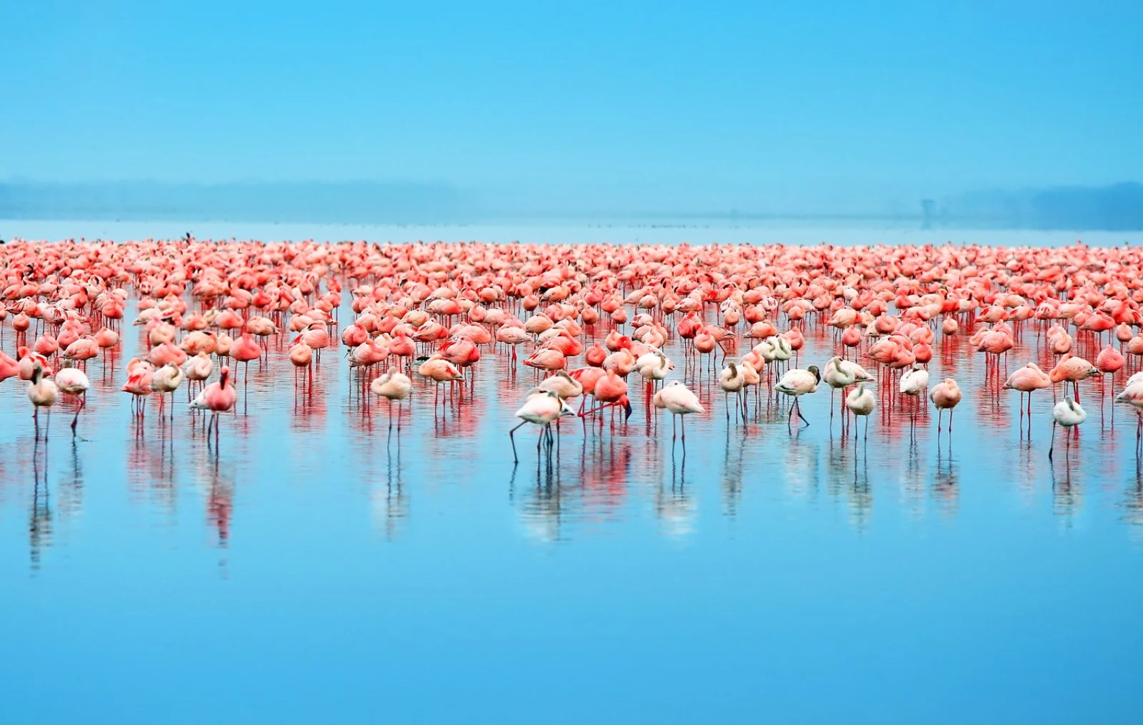 Da Samburu Al Masai Mara - Lake Nakuru