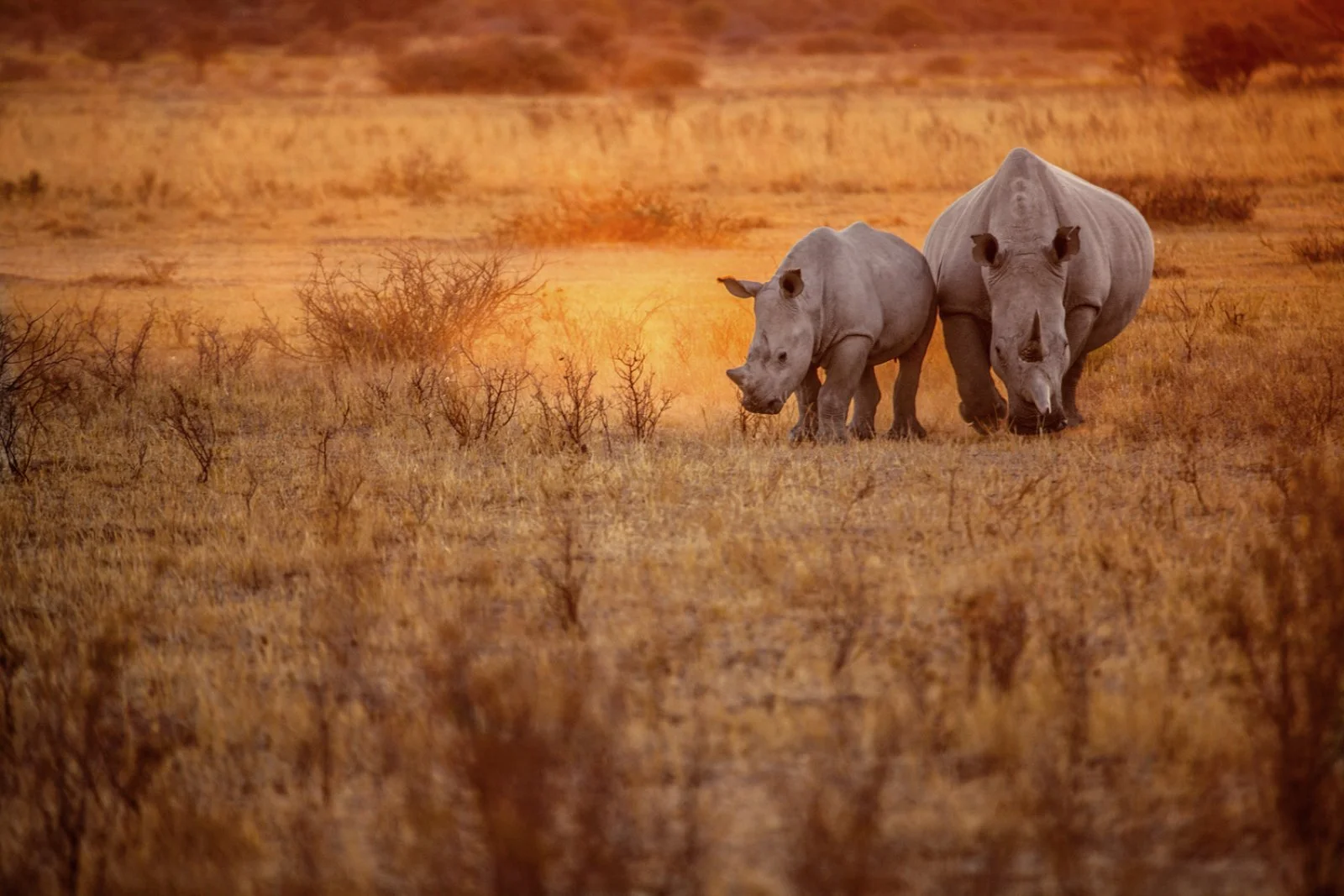 Masai Mara (120 km)