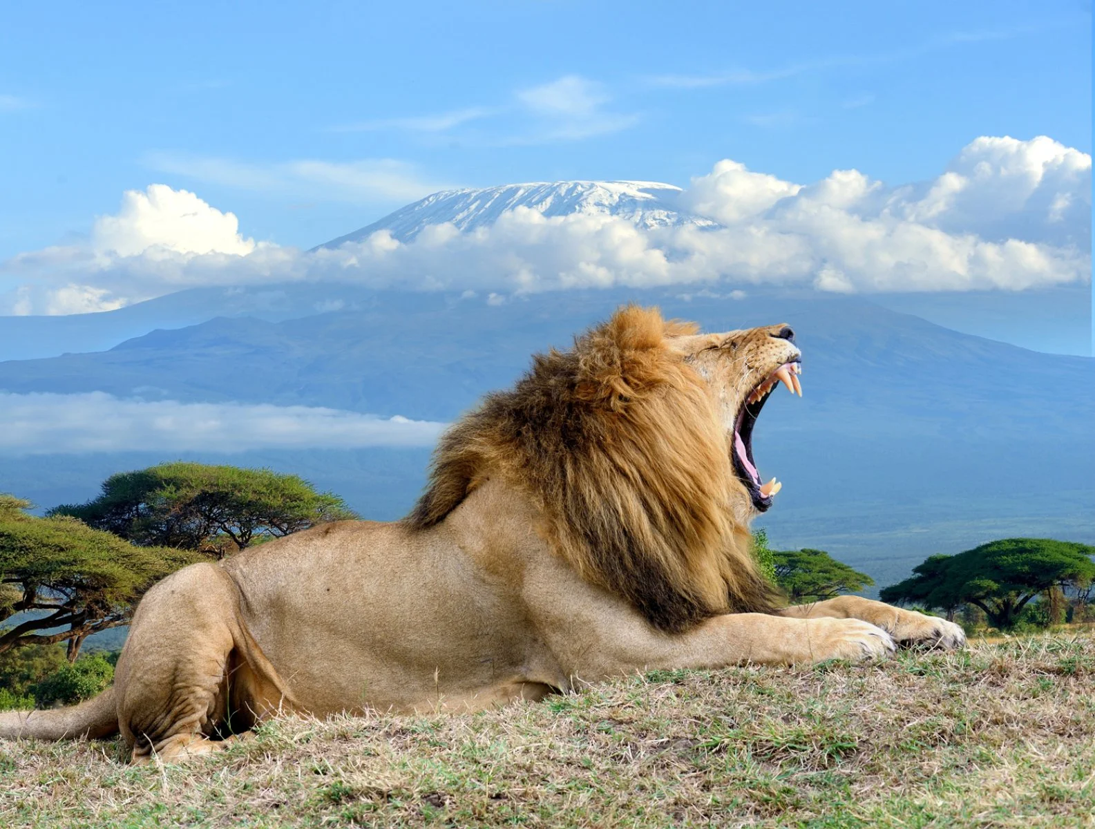 Tsavo, Amboseli E Mare 