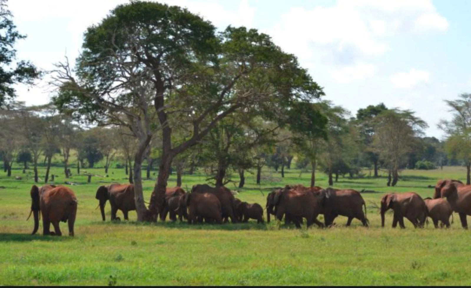 Tsavo, Amboseli E Mare 