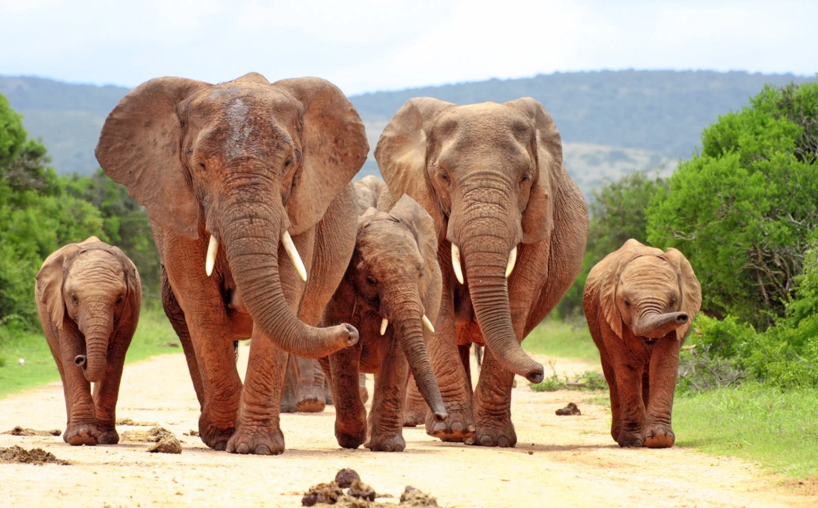 PARCO NAZIONALE AMBOSELI/TAITA HILLS (250 km)