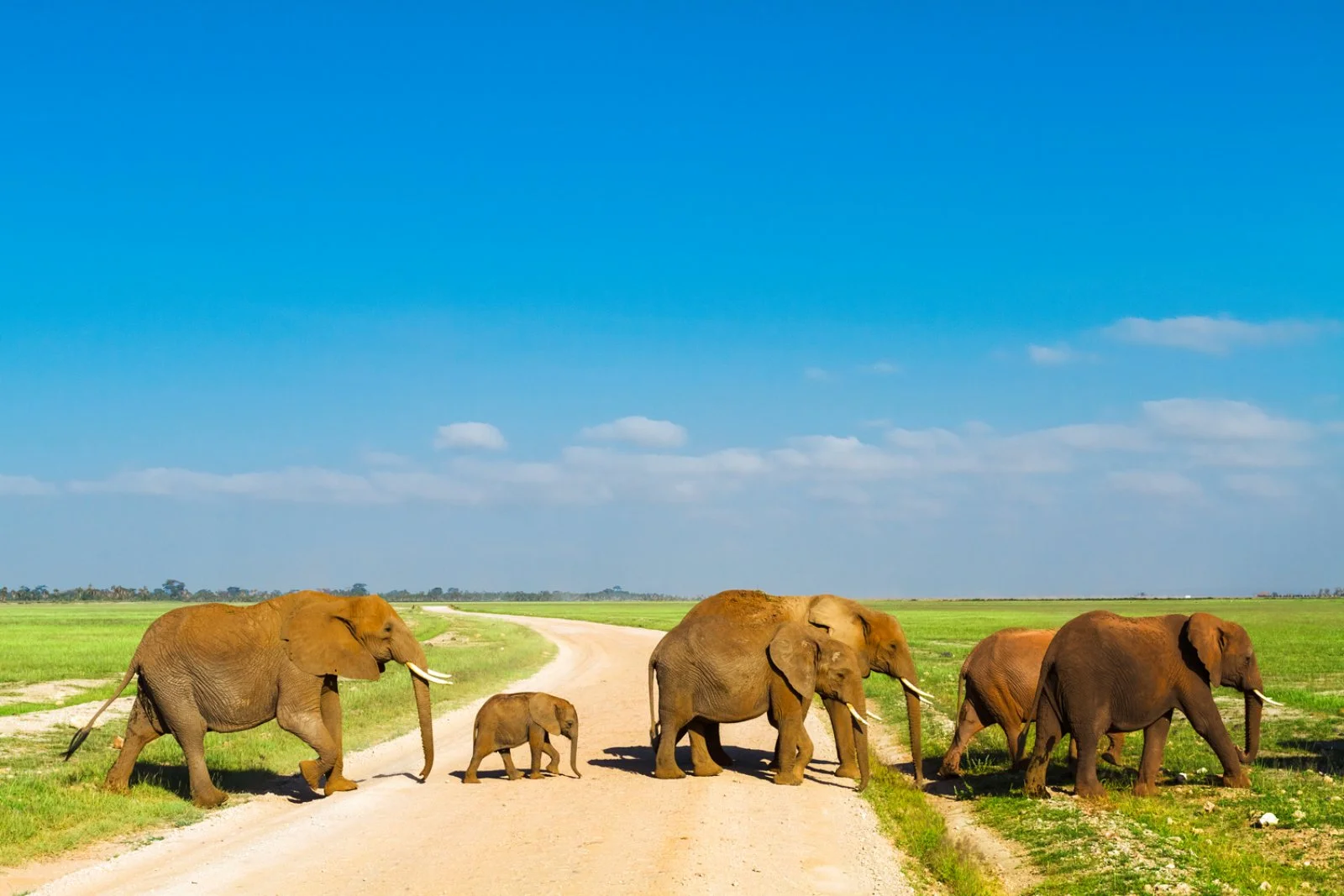 TSAVO OVEST/AMBOSELI (150 km)