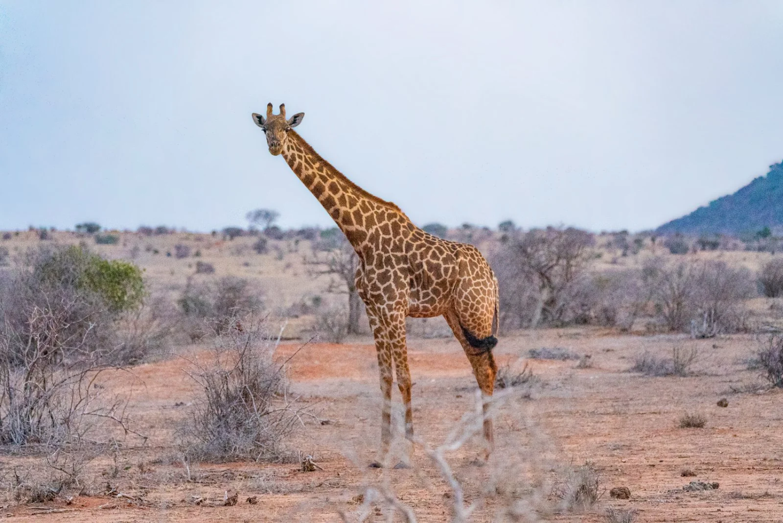 MOMBASA/TSAVO OVEST (280 km)