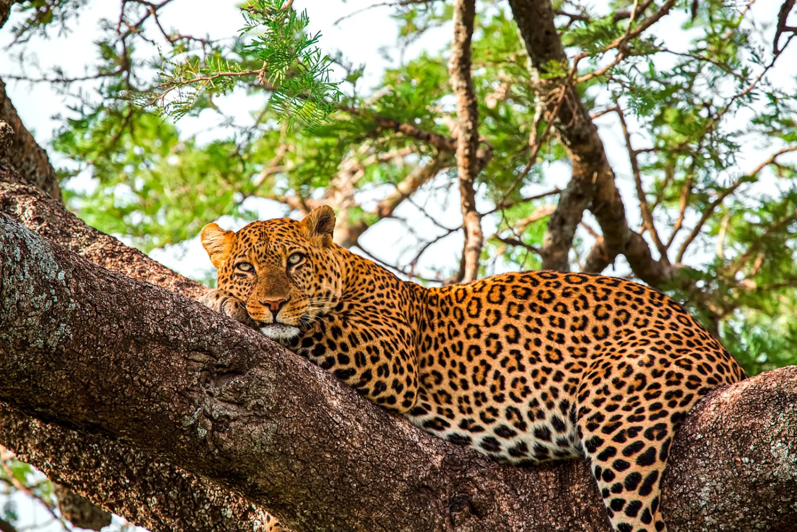 KARATU/ARUSHA/ZANZIBAR (165 km)