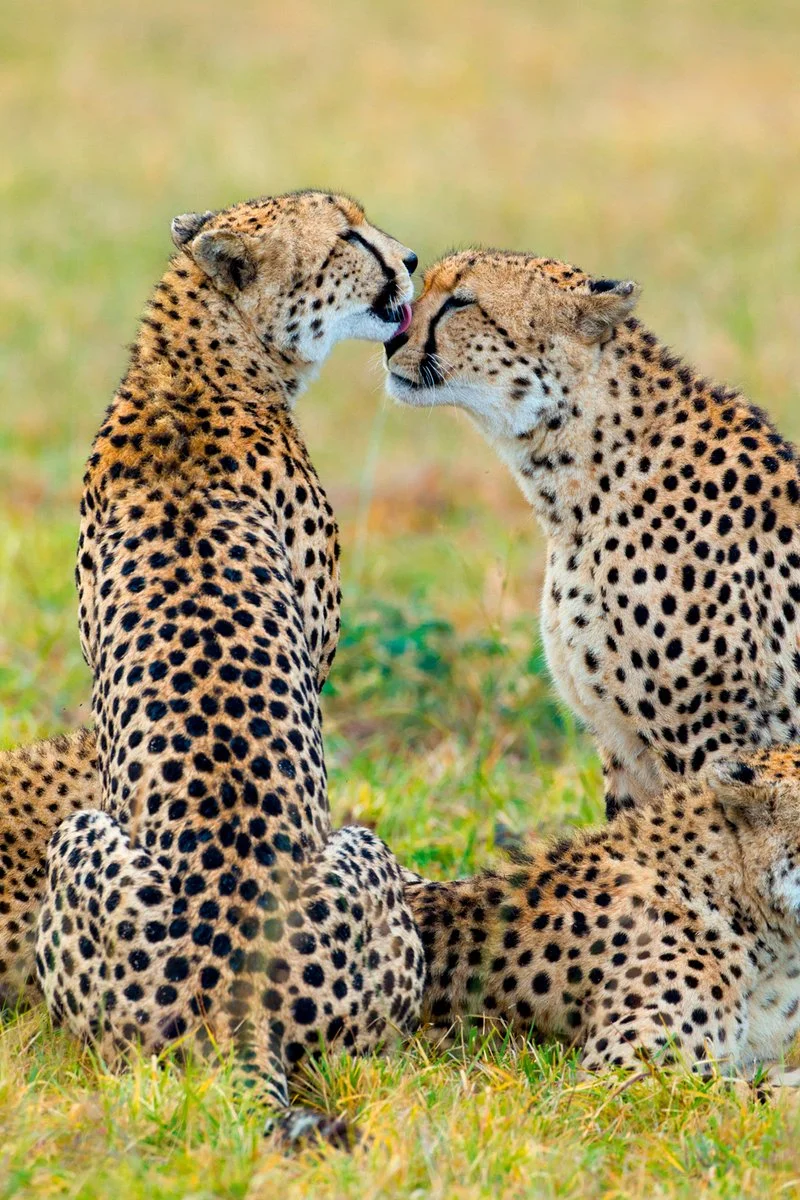 PARCO NAZIONALE DEL TARANGIRE/KARATU (120 km)
