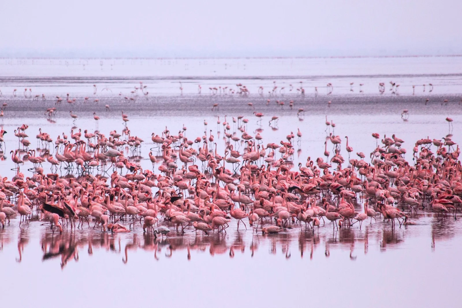 ZANZIBAR/ARUSHA/LAKE MANYARA (165 km)