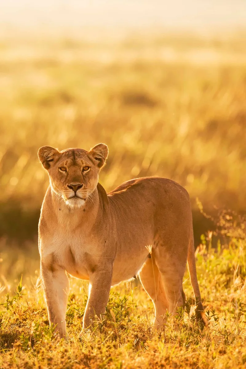 PARCO NAZIONALE DEL SERENGETI
