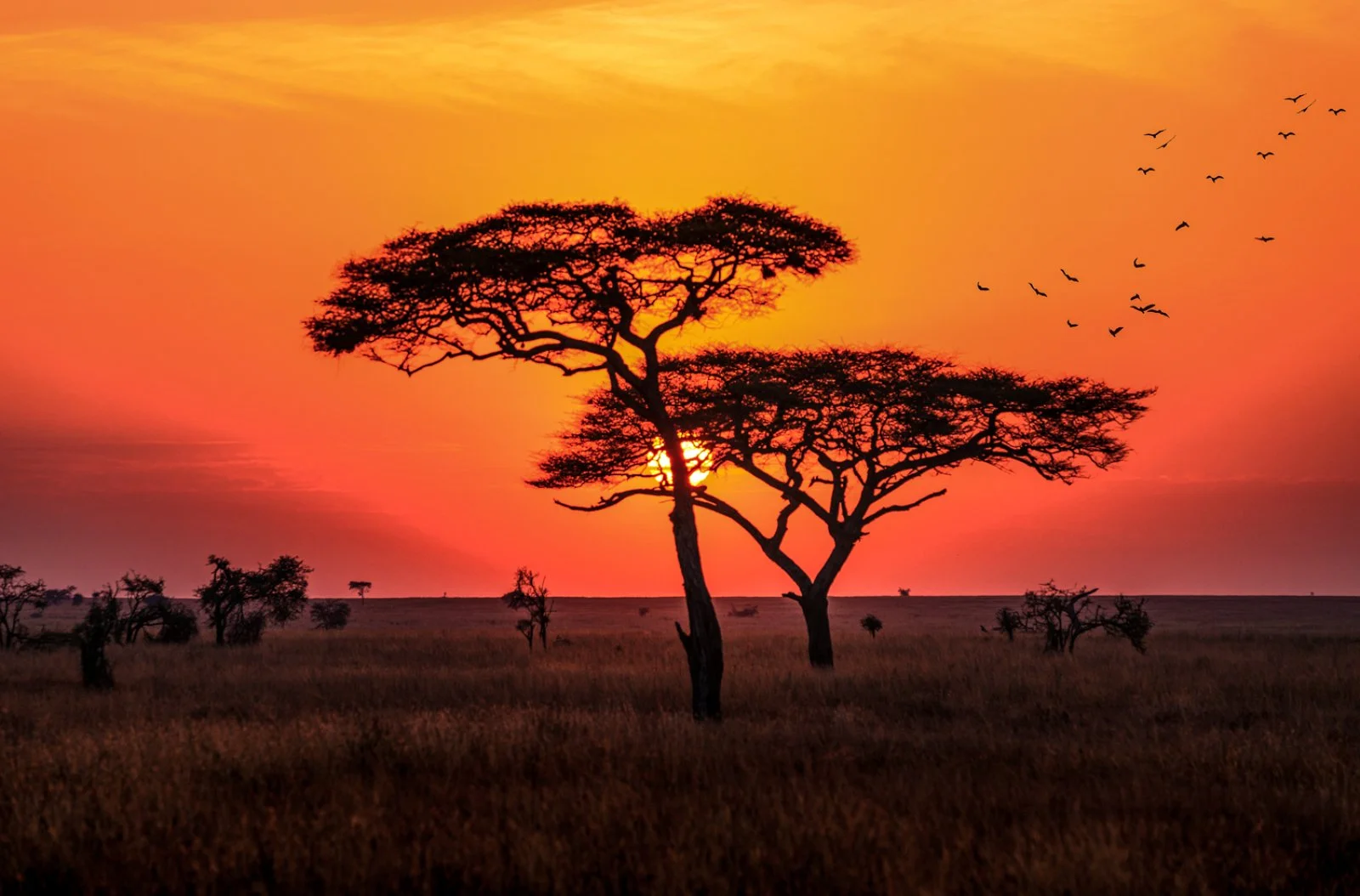 Zanzibar