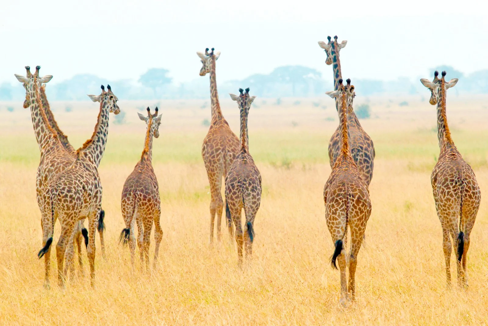 Safari Bravo Esplora Touch Of Tanzania 