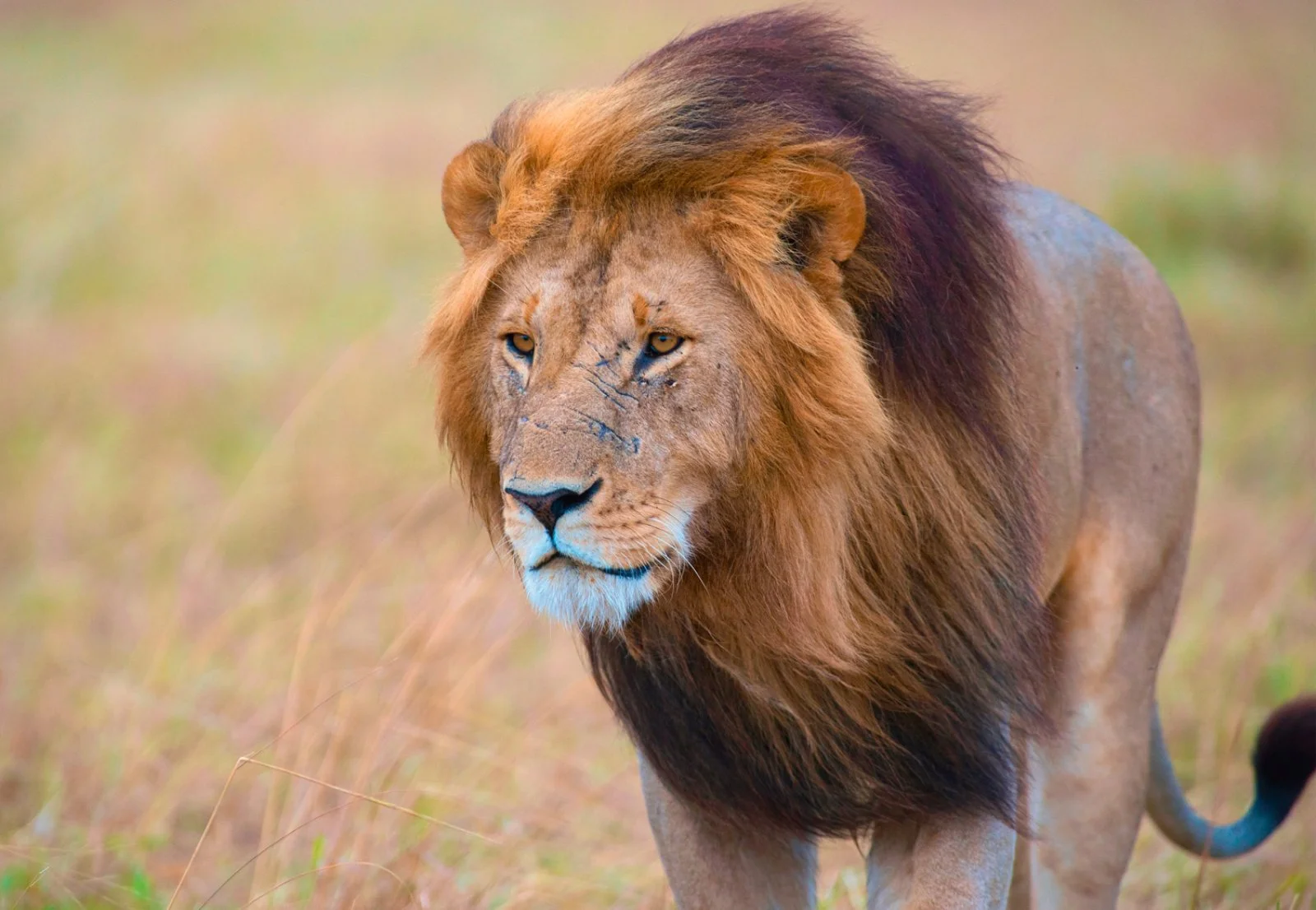 Safari Bravo Esplora Touch Of Tanzania 