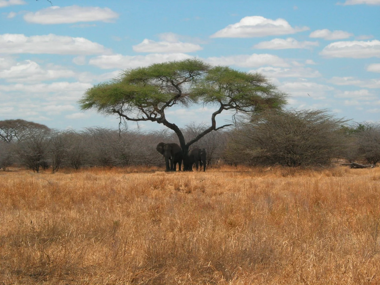 Safari Bravo Esplora Touch Of Tanzania 