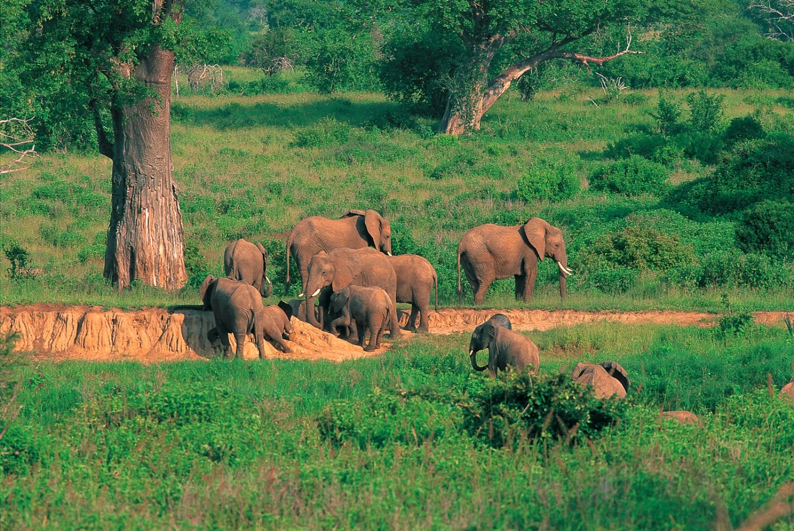 Safari Intour Touch Of Tanzania 