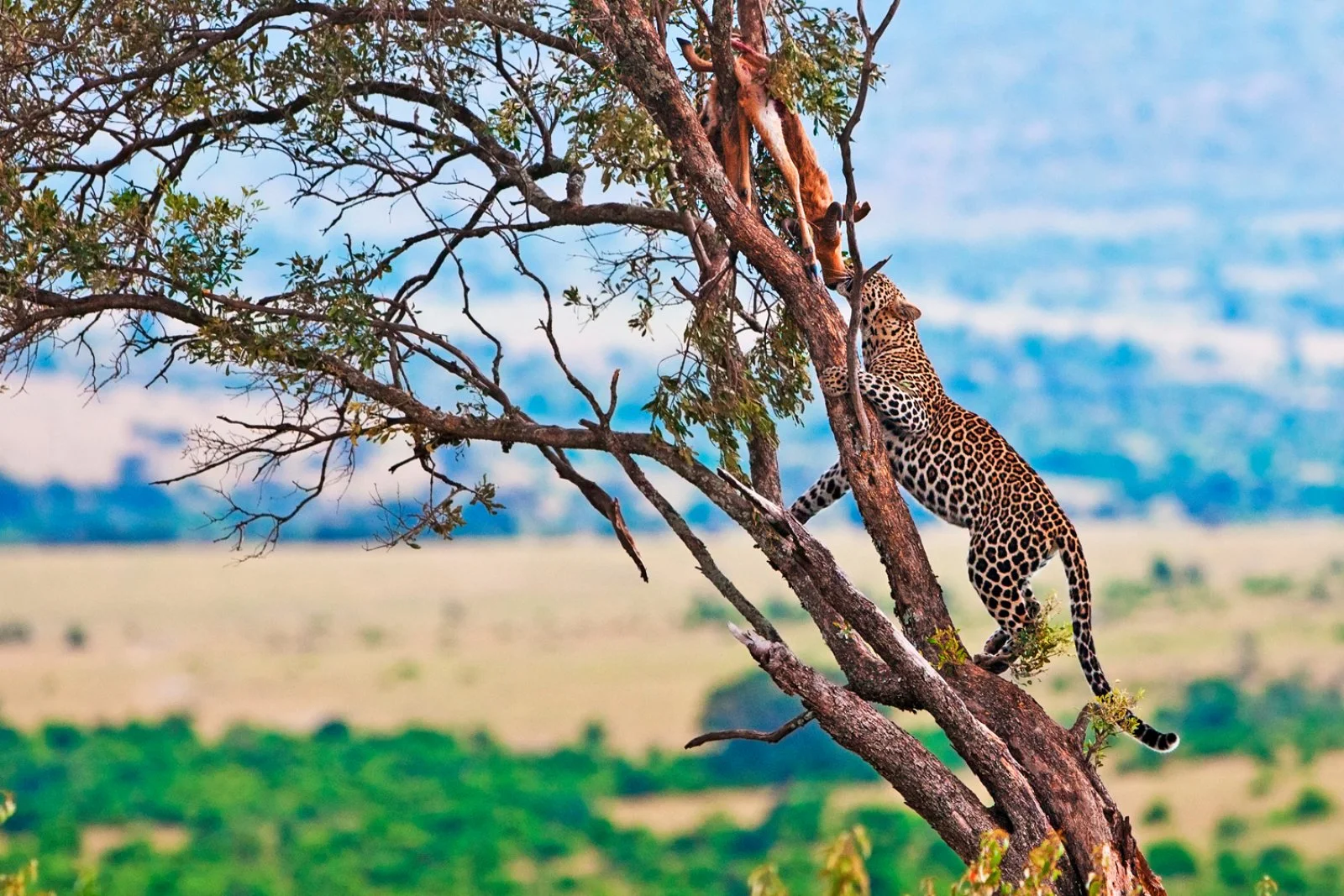 Masai Mara