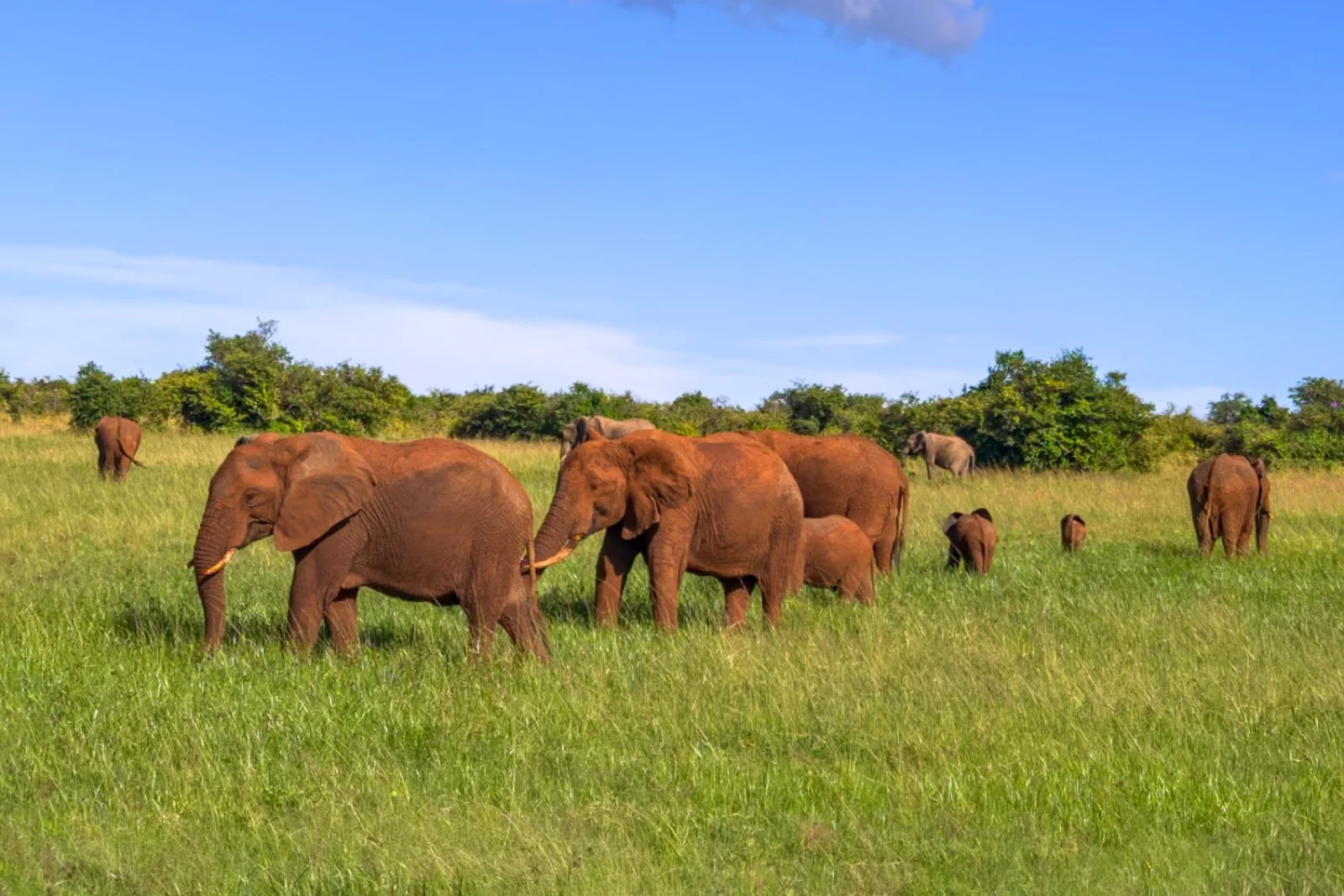 Lago Nakuru - Masai Mara