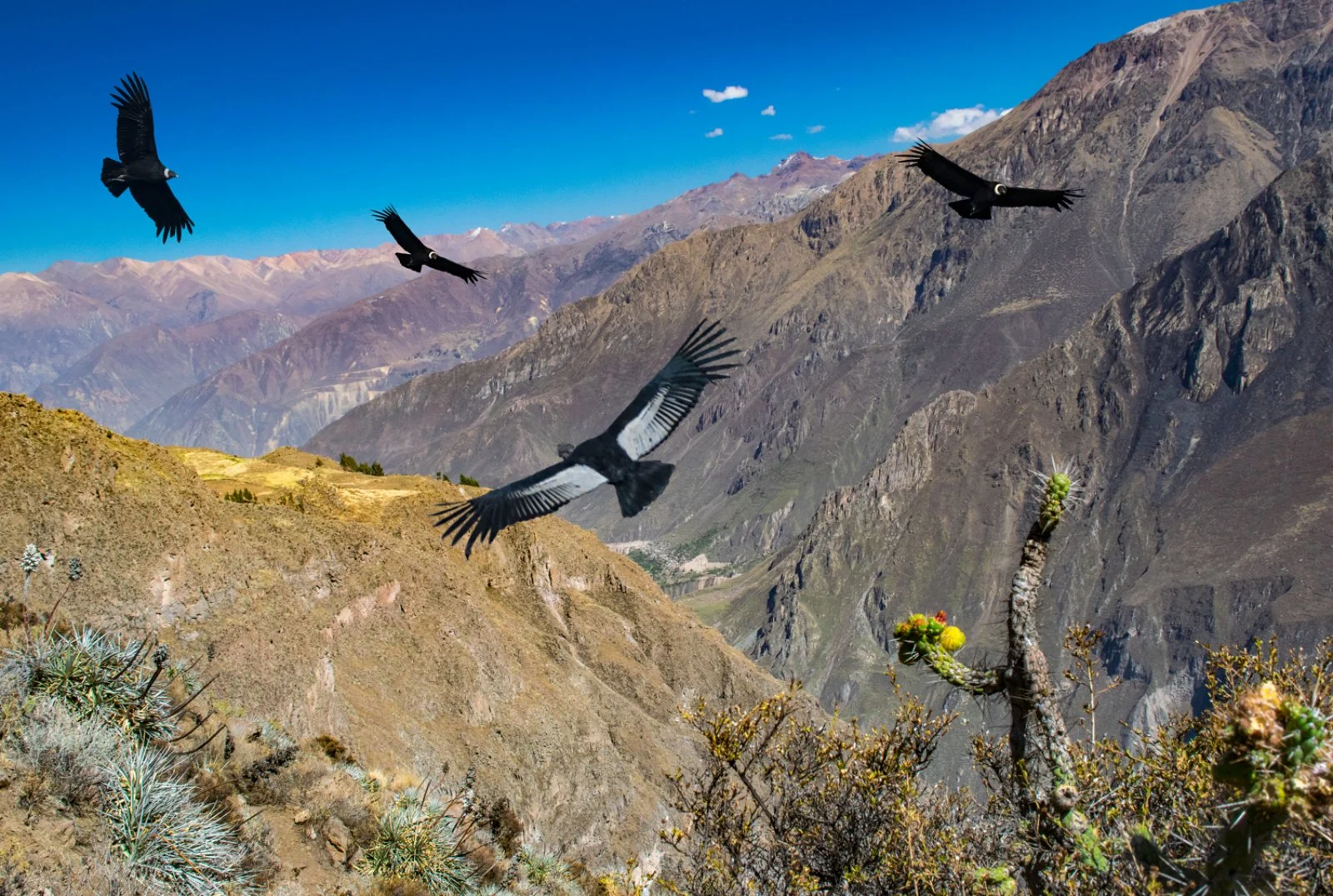 Valle del Colca - Cruz del Condor - Puno