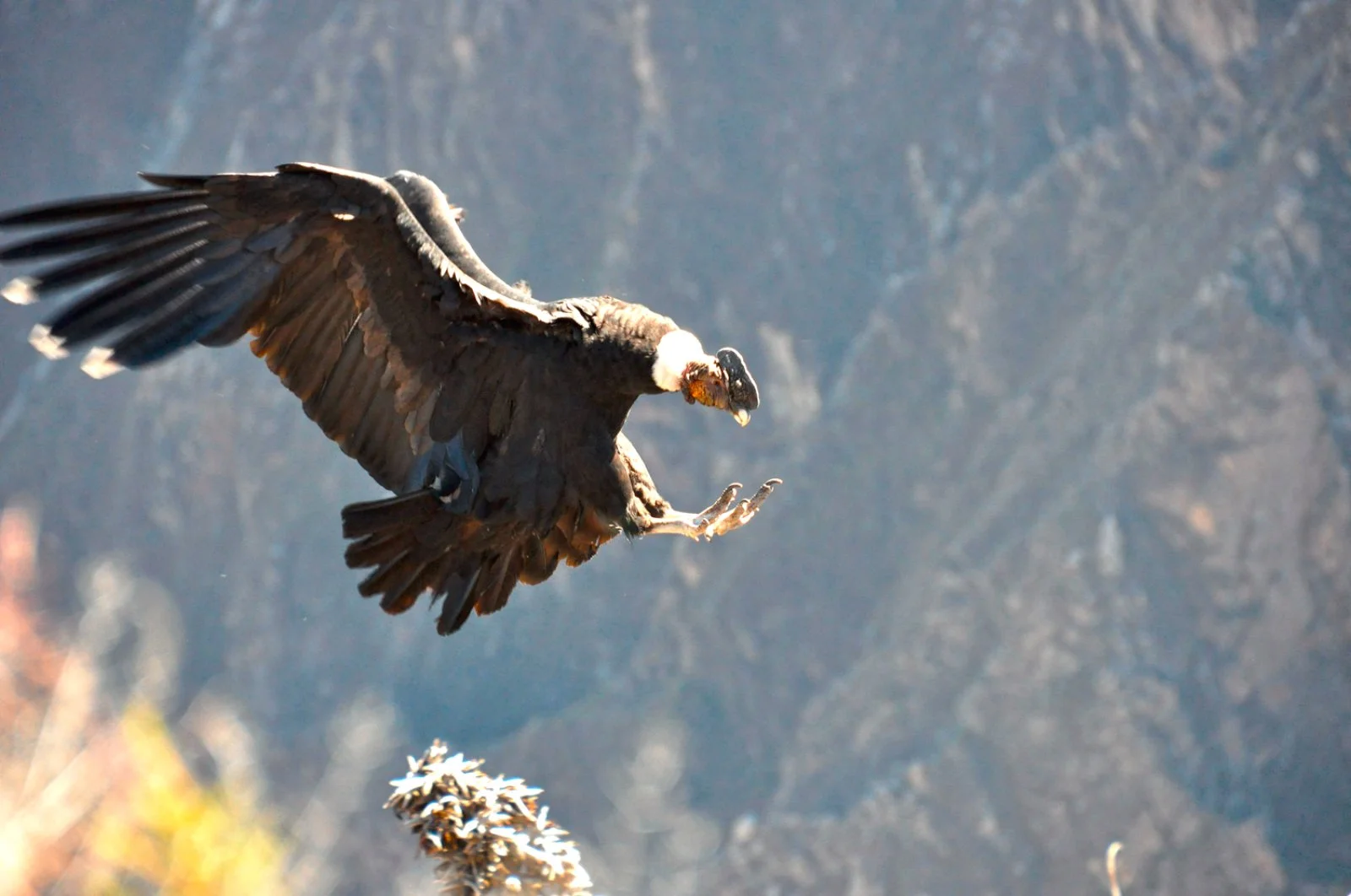 Valle del Colca - Cruz del Condor - Puno