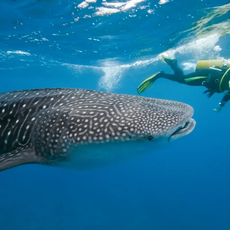 Pacchetto diving