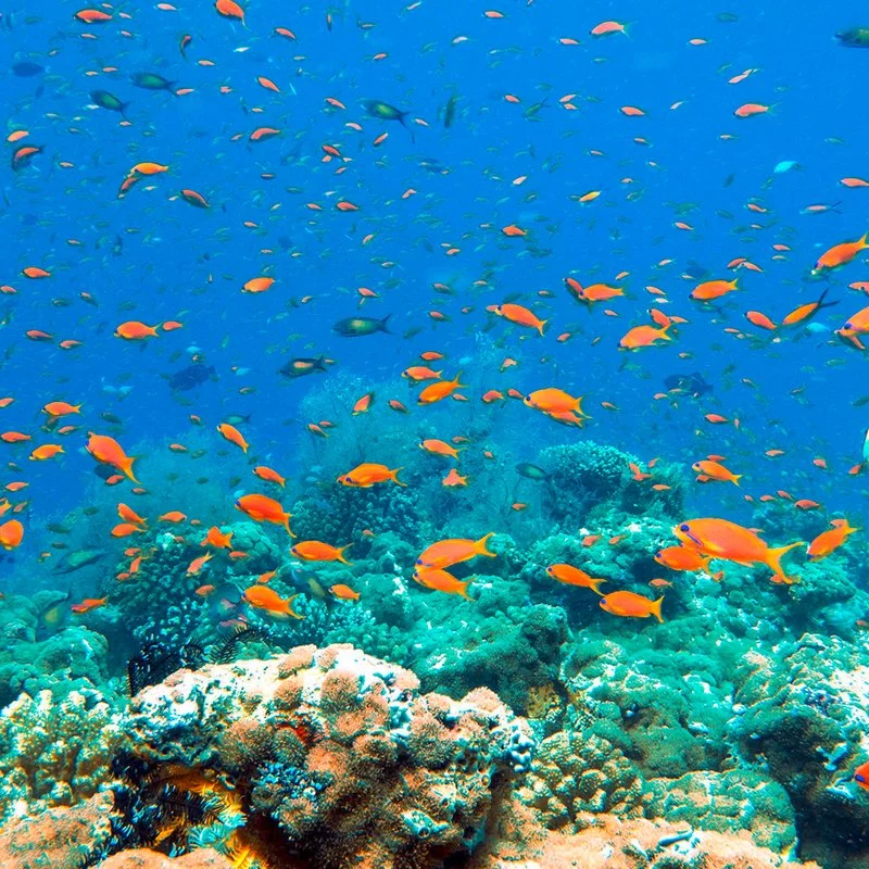 SNORKELING CON PRANZO SULLA SANDBANK