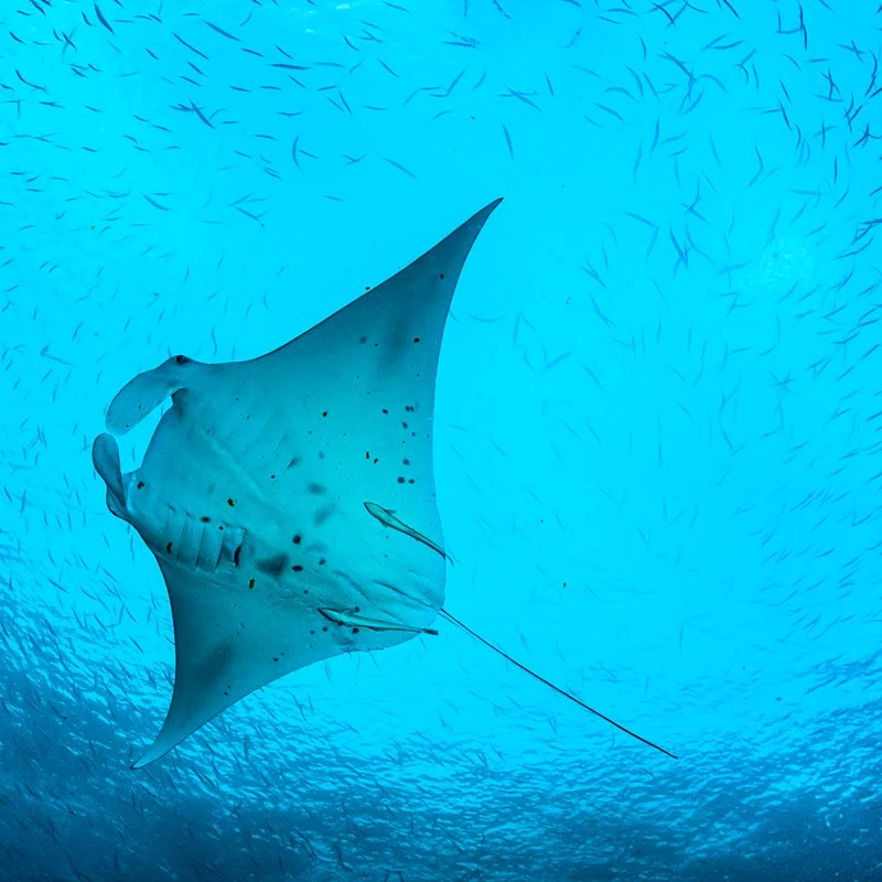 SNORKELING ALLA RICERCA DELLE MANTE