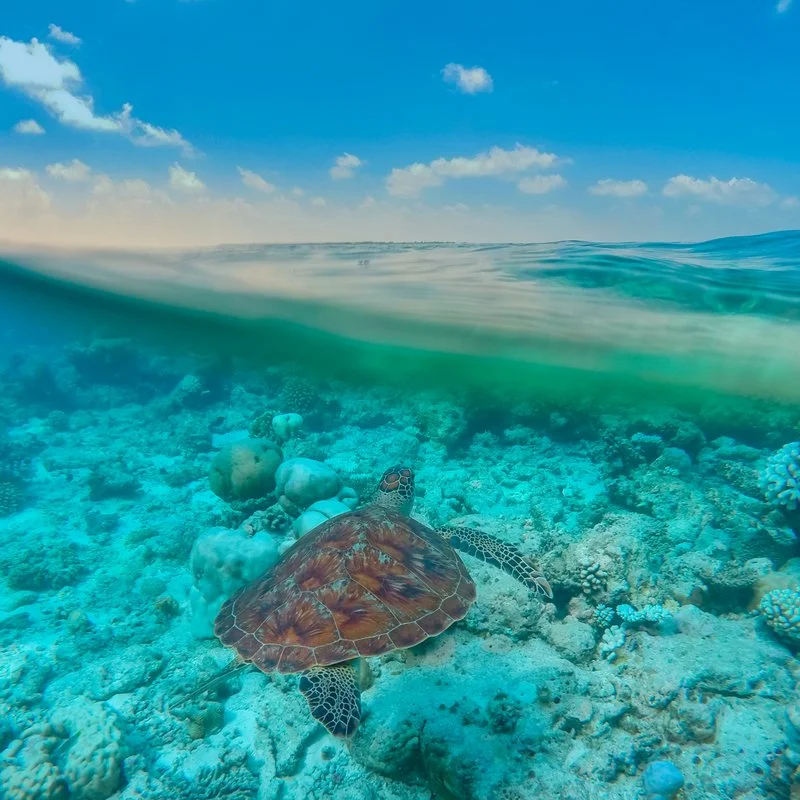 SNORKELING ALLA RICERCA DI TARTARUGHE E SQUALI