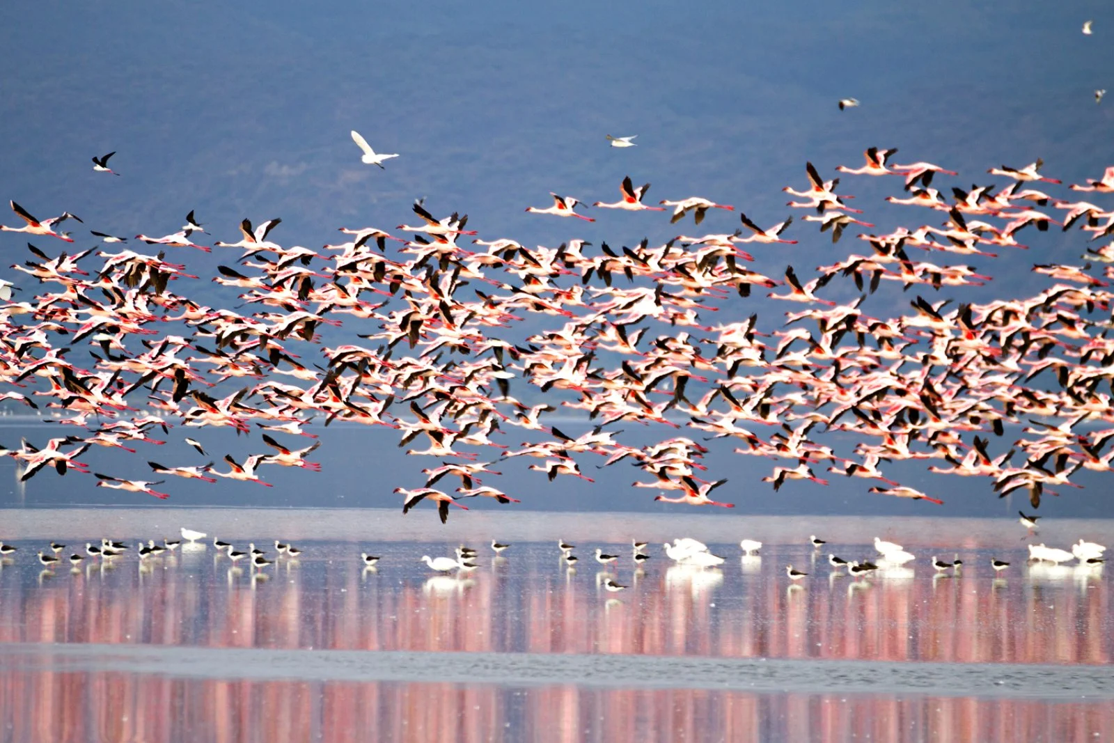 Arusha - Lake Manyara - Karatu