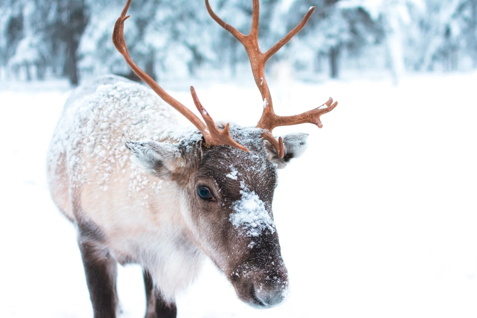 Rovaniemi City Break Extended 