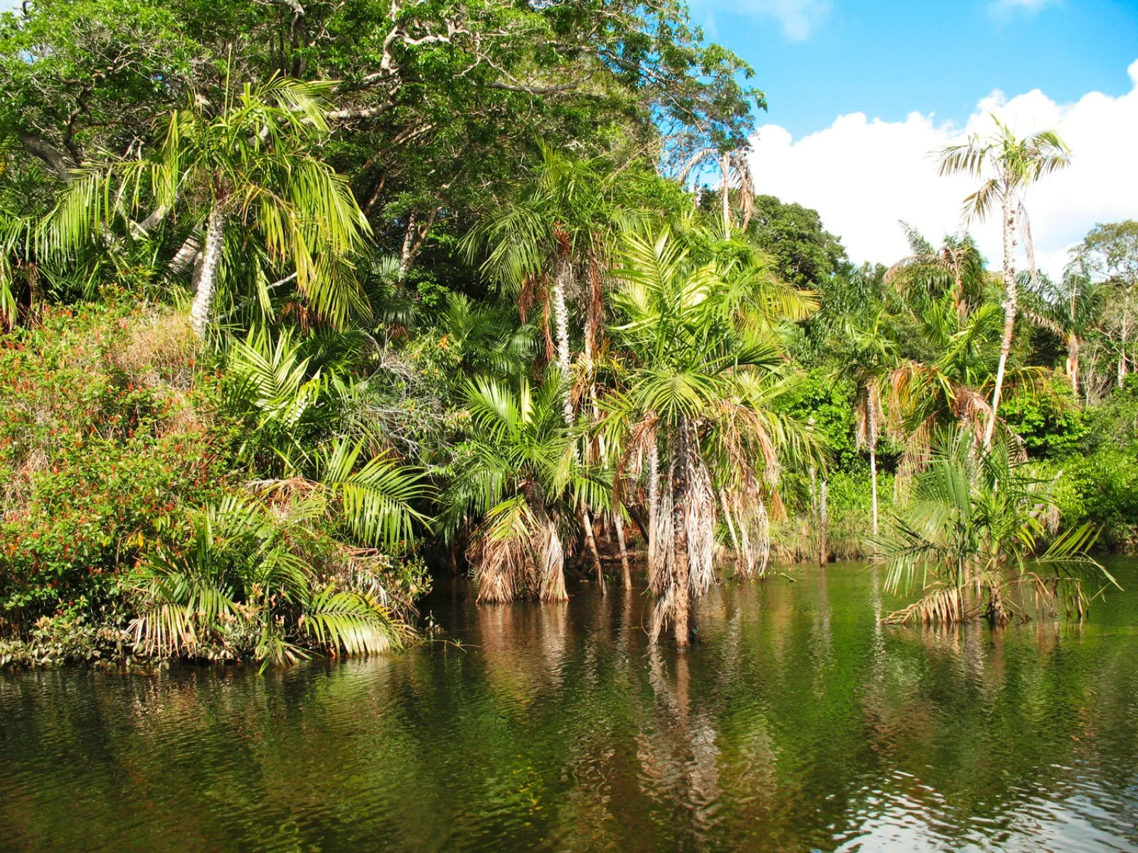 Amazzonia Iquitos - Amazzonia