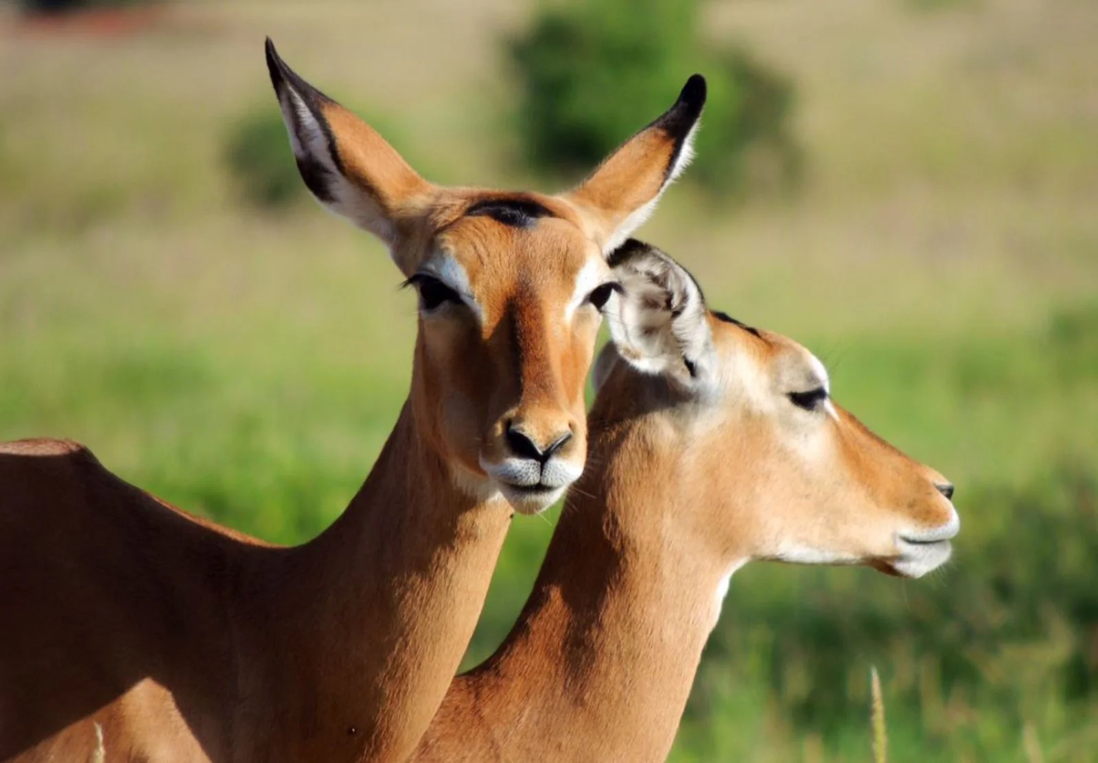 Tour Lualenyi Experience 
