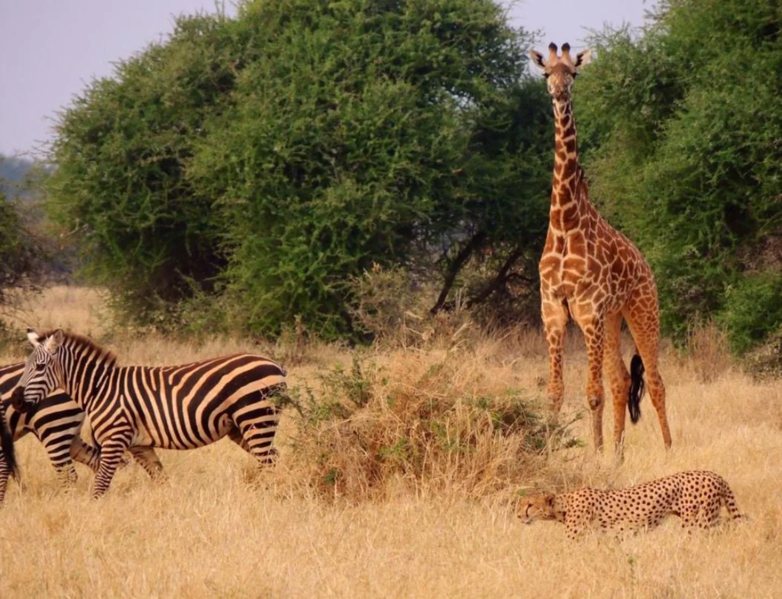 Tour Lualenyi Experience 