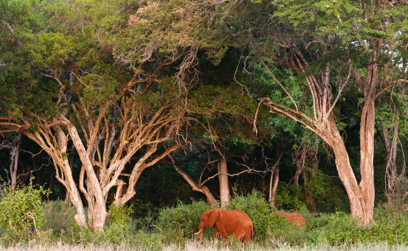 Tour Lualenyi Experience 