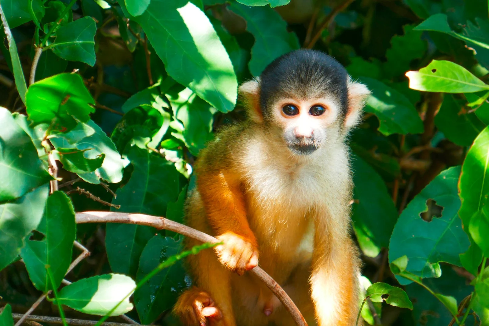 Amazzonia - Puerto Maldonado - Lima - Italia