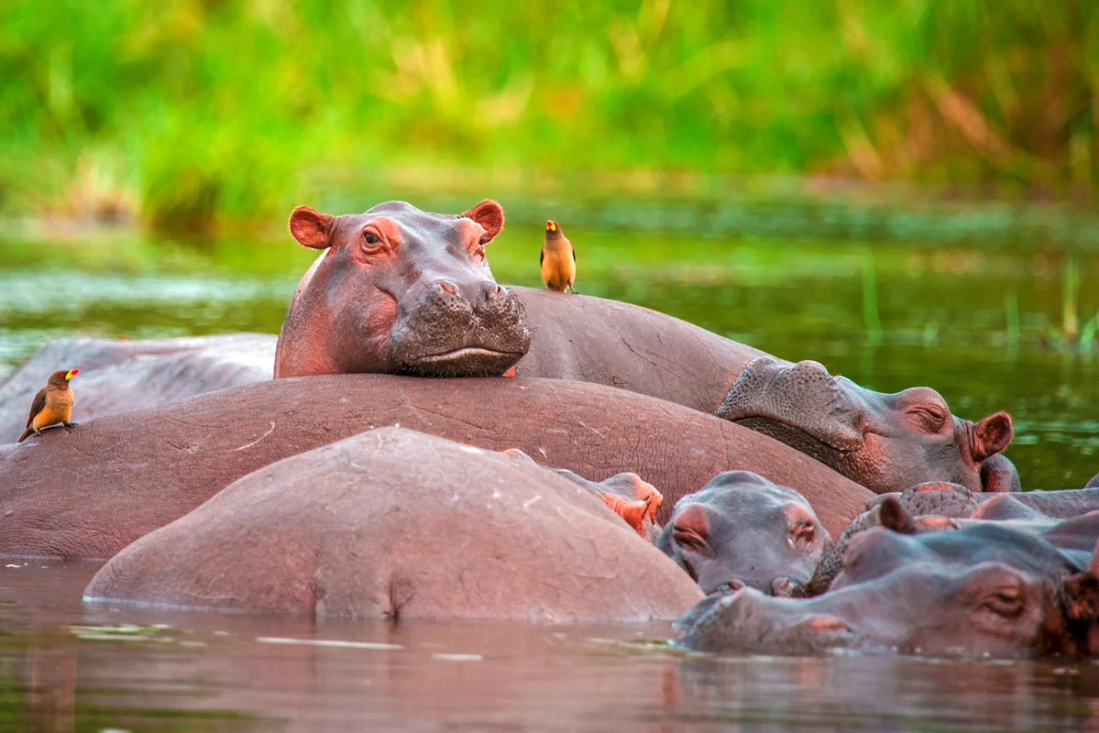 Riserva di Ziwa - Il Parco Nazionale Murchison Falls