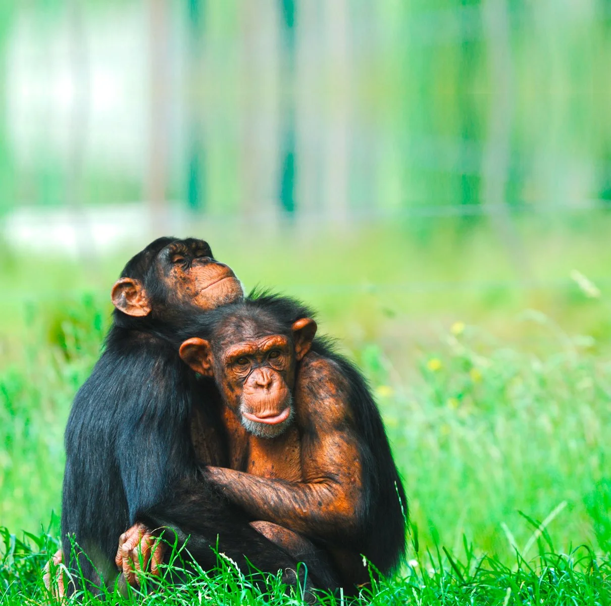 Bugoma - Parco Nazionale Queen Elizabeth