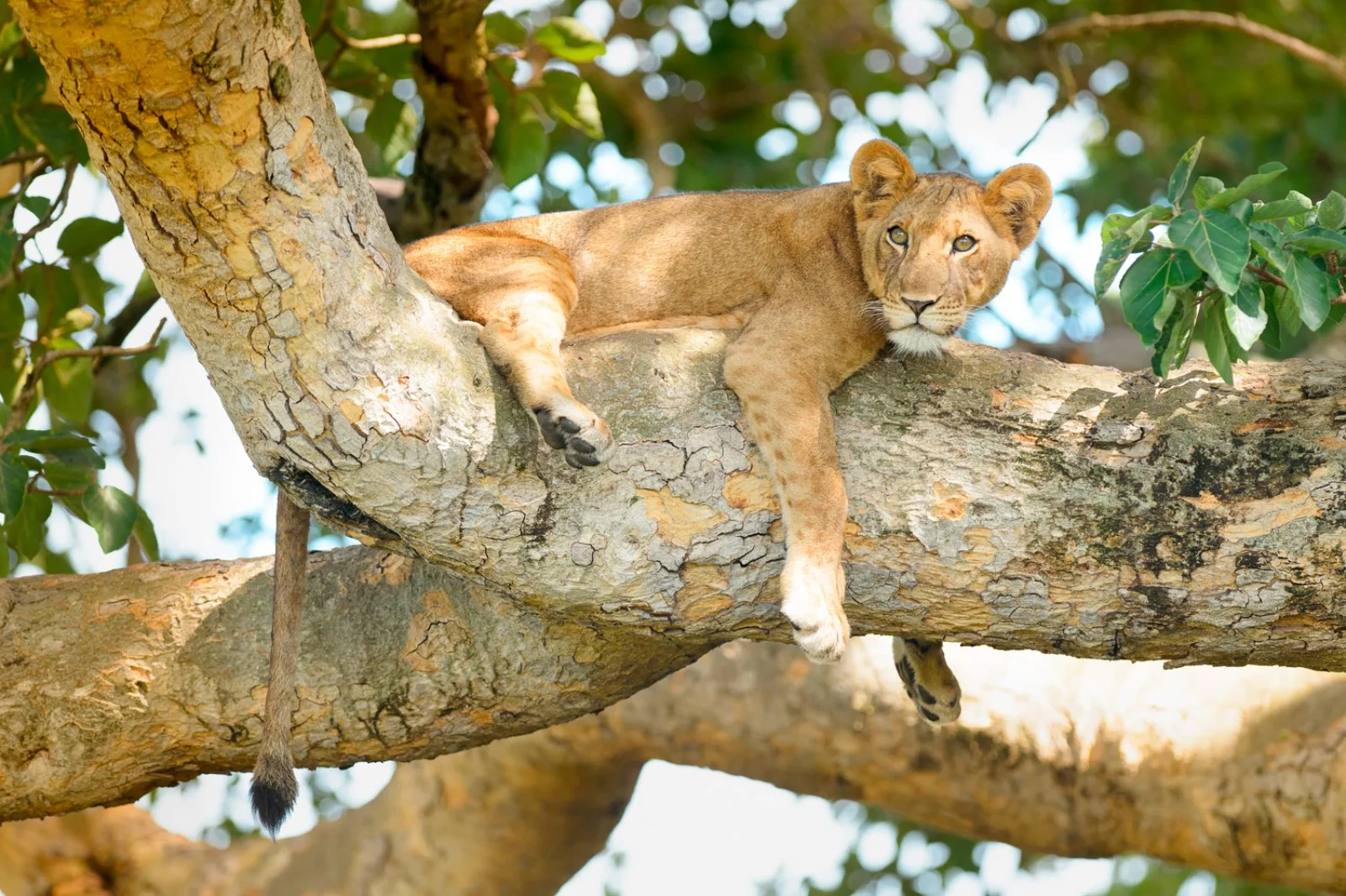 Ishasha - Foresta Impenetrabile di Bwindi