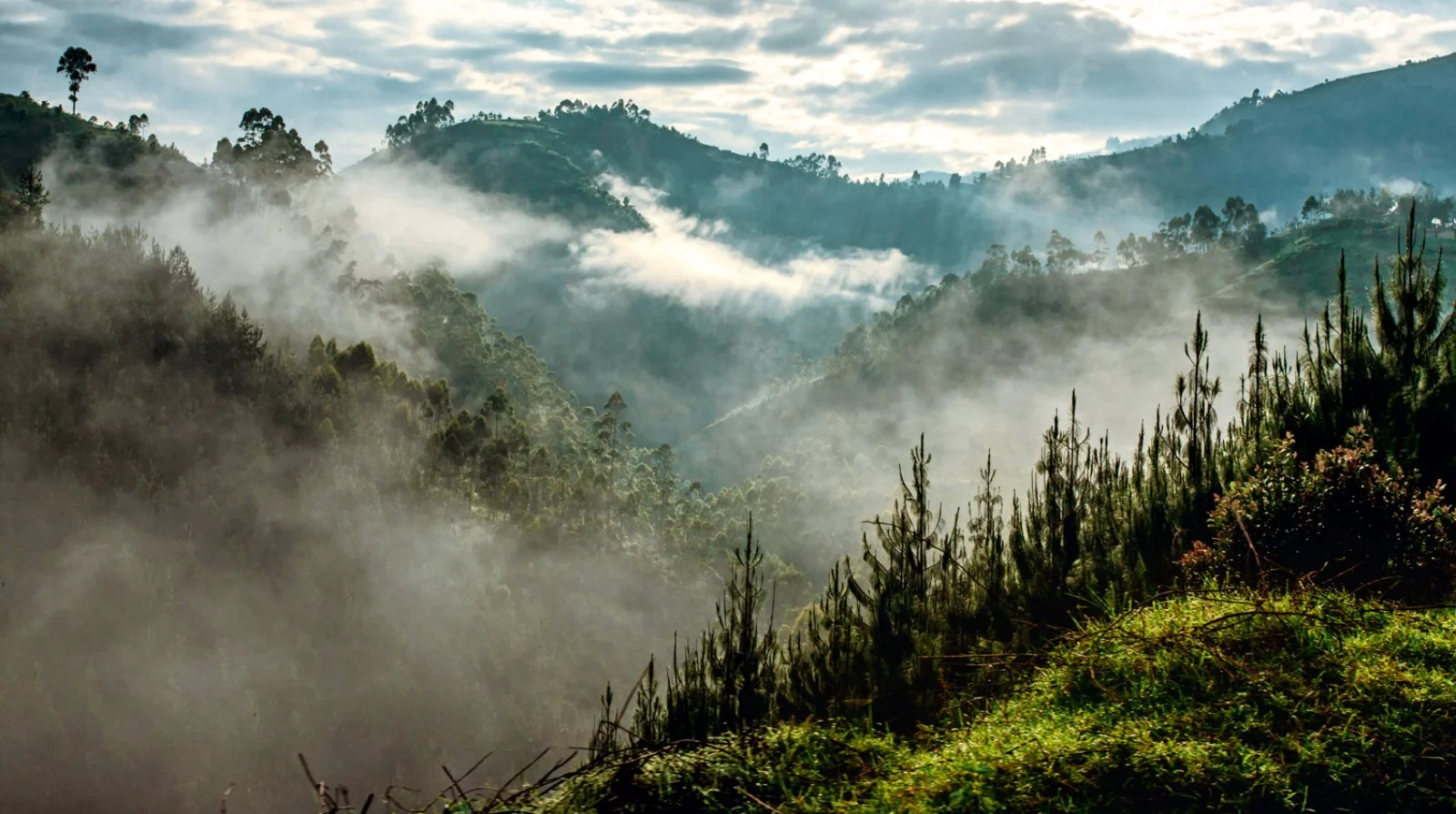 Avventura Tra I Primati - Bwindi Impenetrable Forest Avventura Tra I Primati - Bwindi Impenetrable Forest