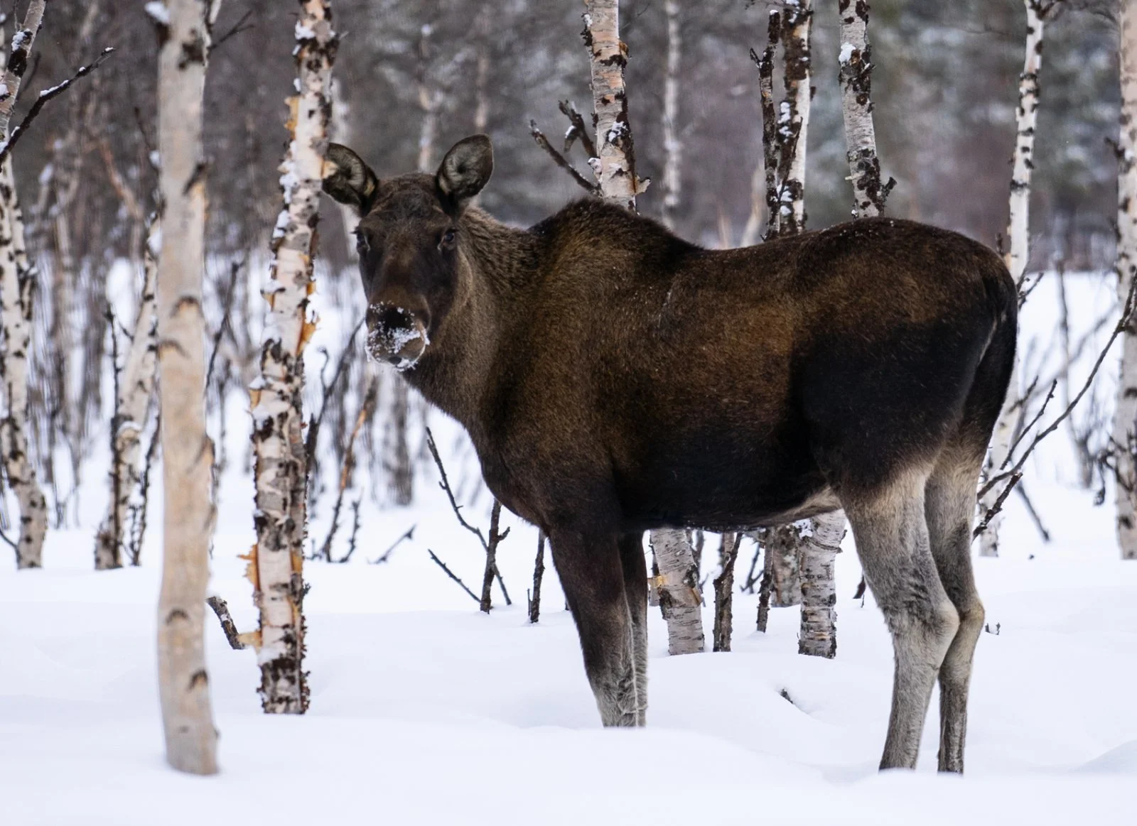 Kiruna E Lapponia Svedese 