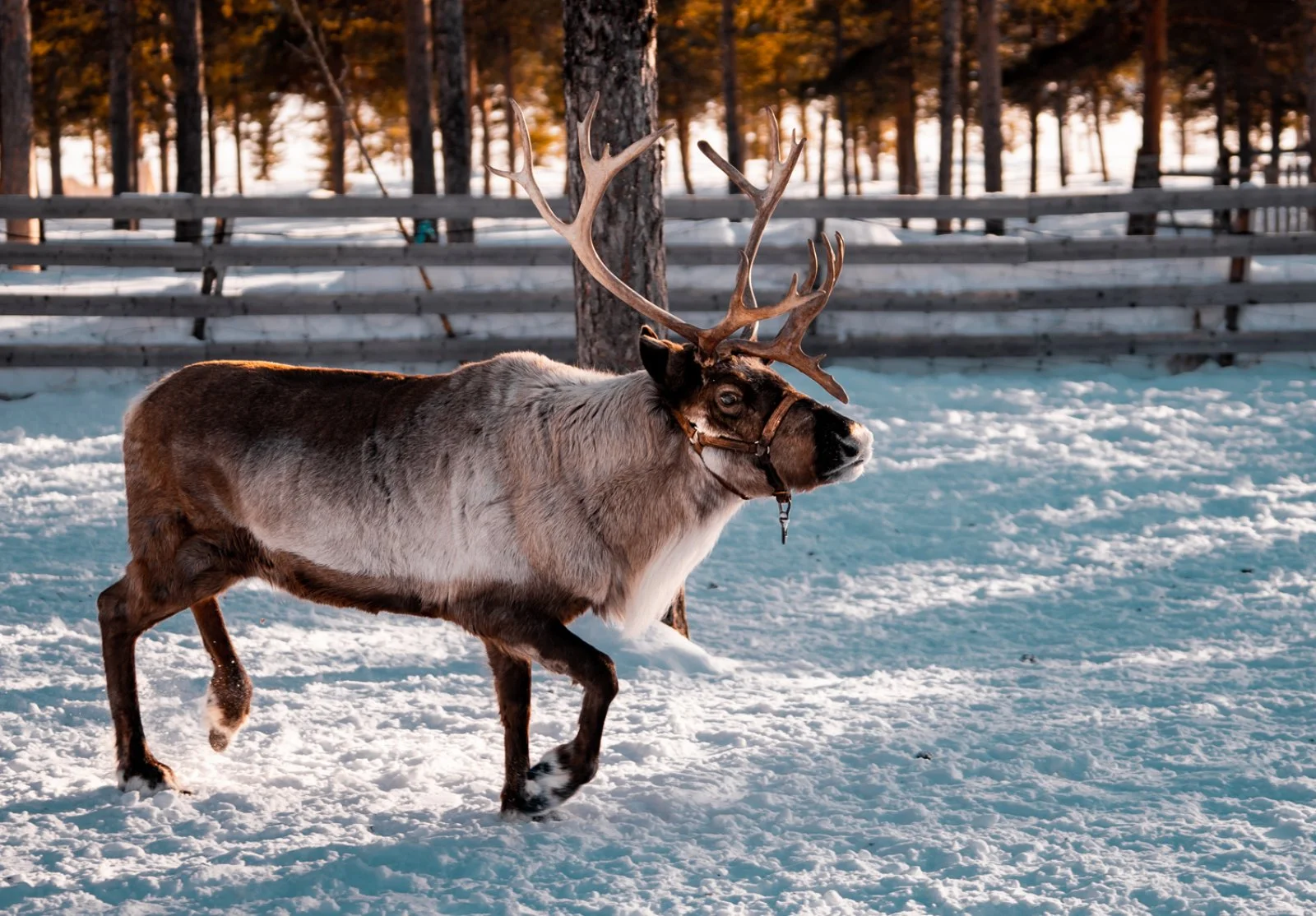 Kiruna E Lapponia Svedese 