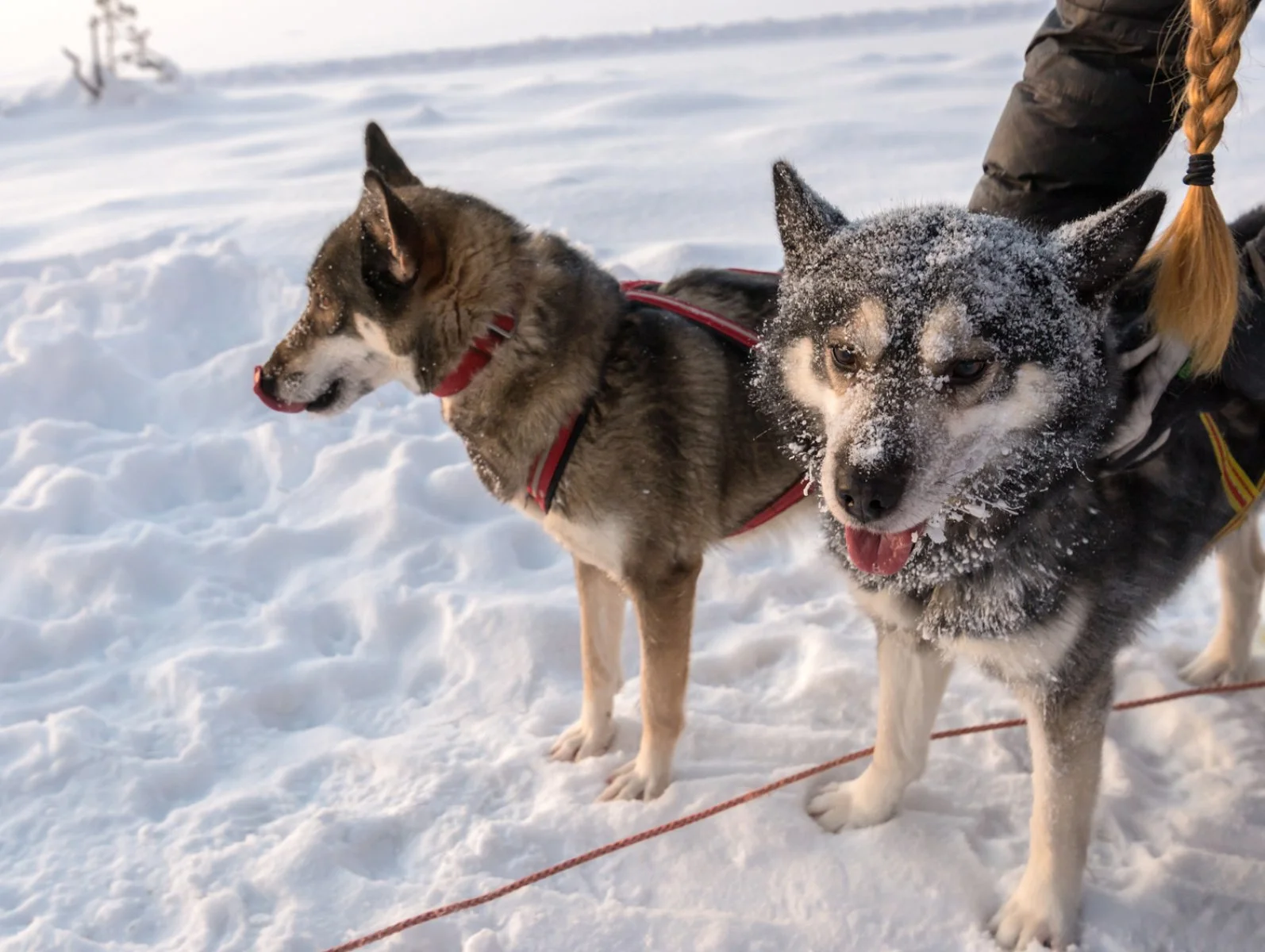 Kiruna E Lapponia Svedese 