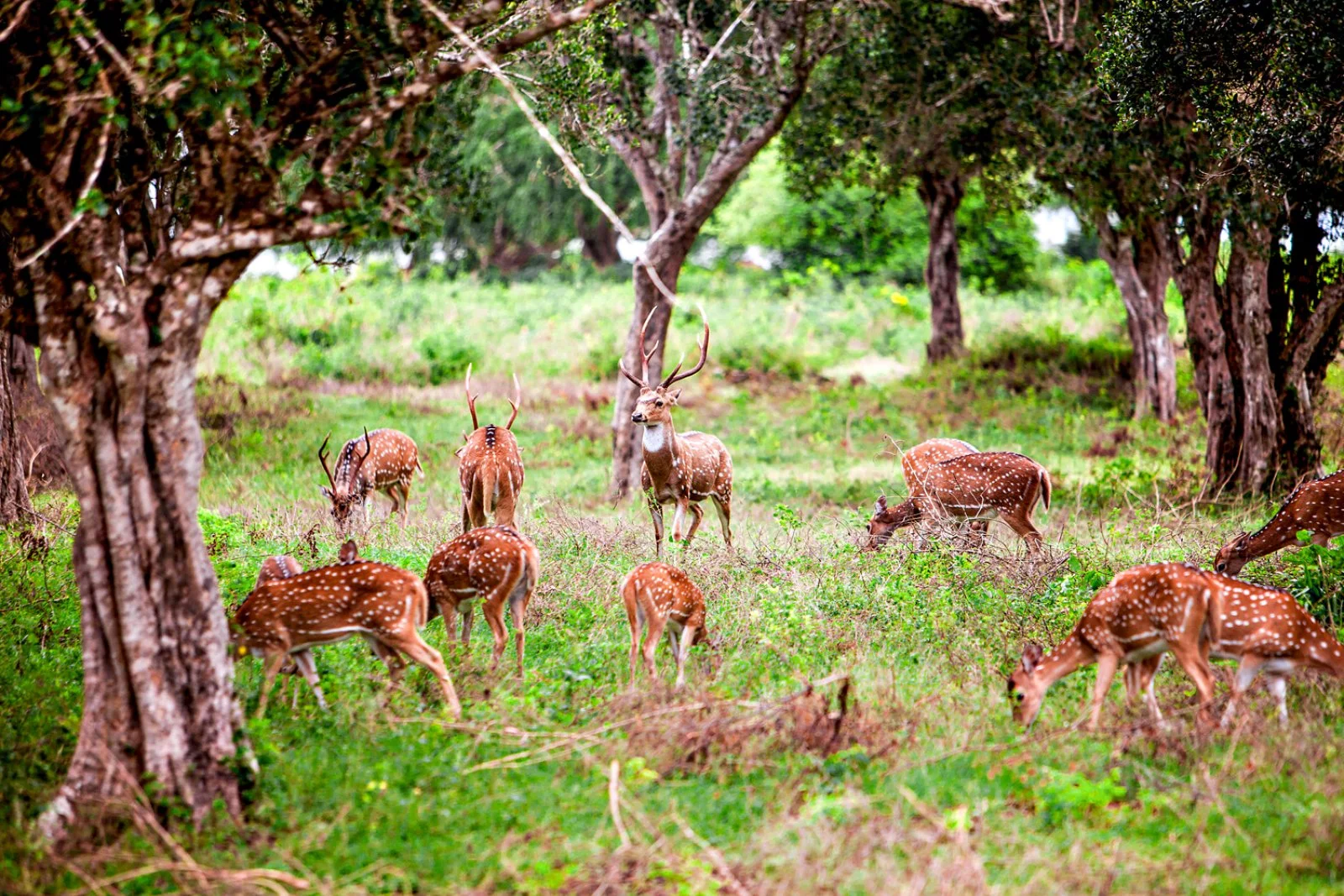 Nuwara Eliya – Yala National Park – Tissamaharama