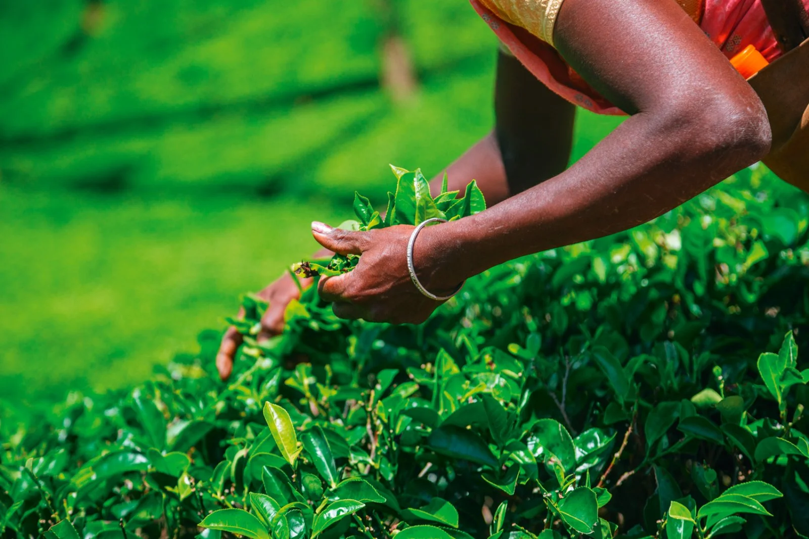 Kandy - Nuwara Eliya