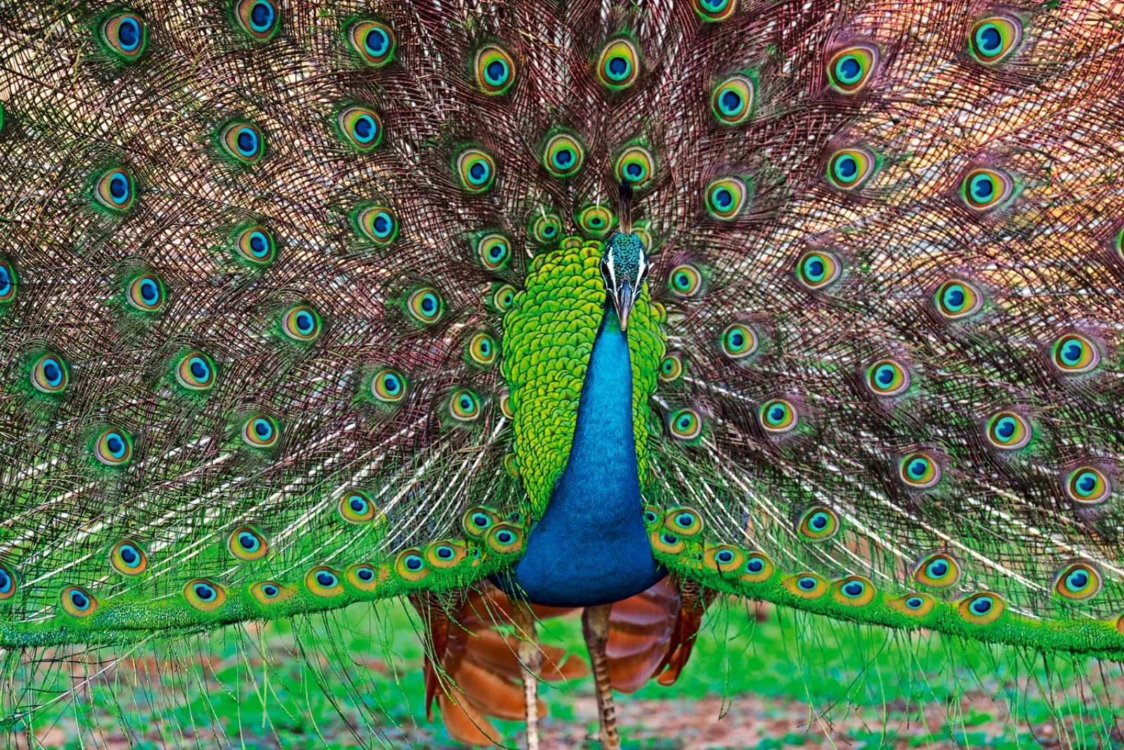 Nuwara Eliya – Yala National Park – Tissamaharama