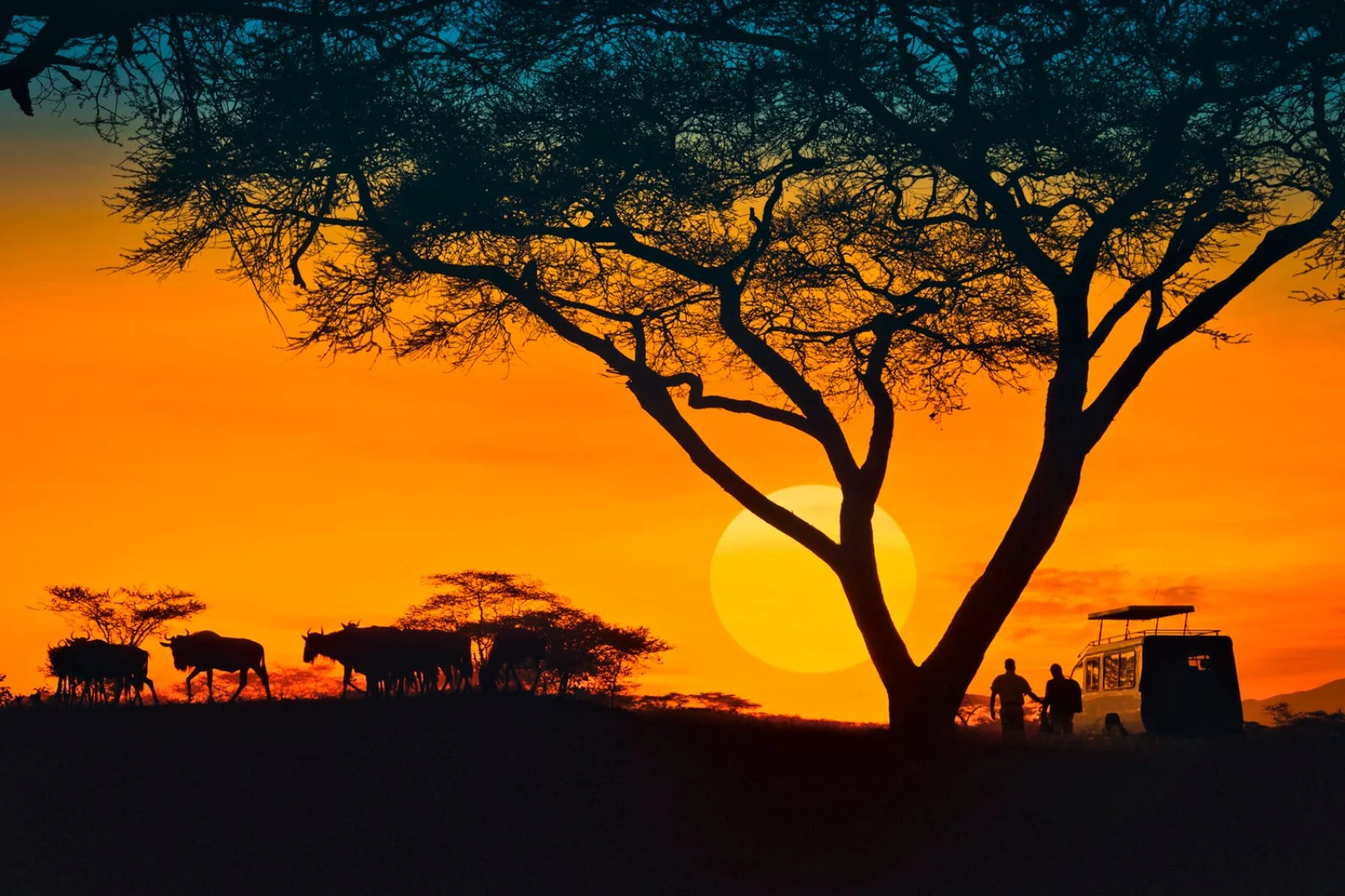 Safari Intour Big Five Experience 