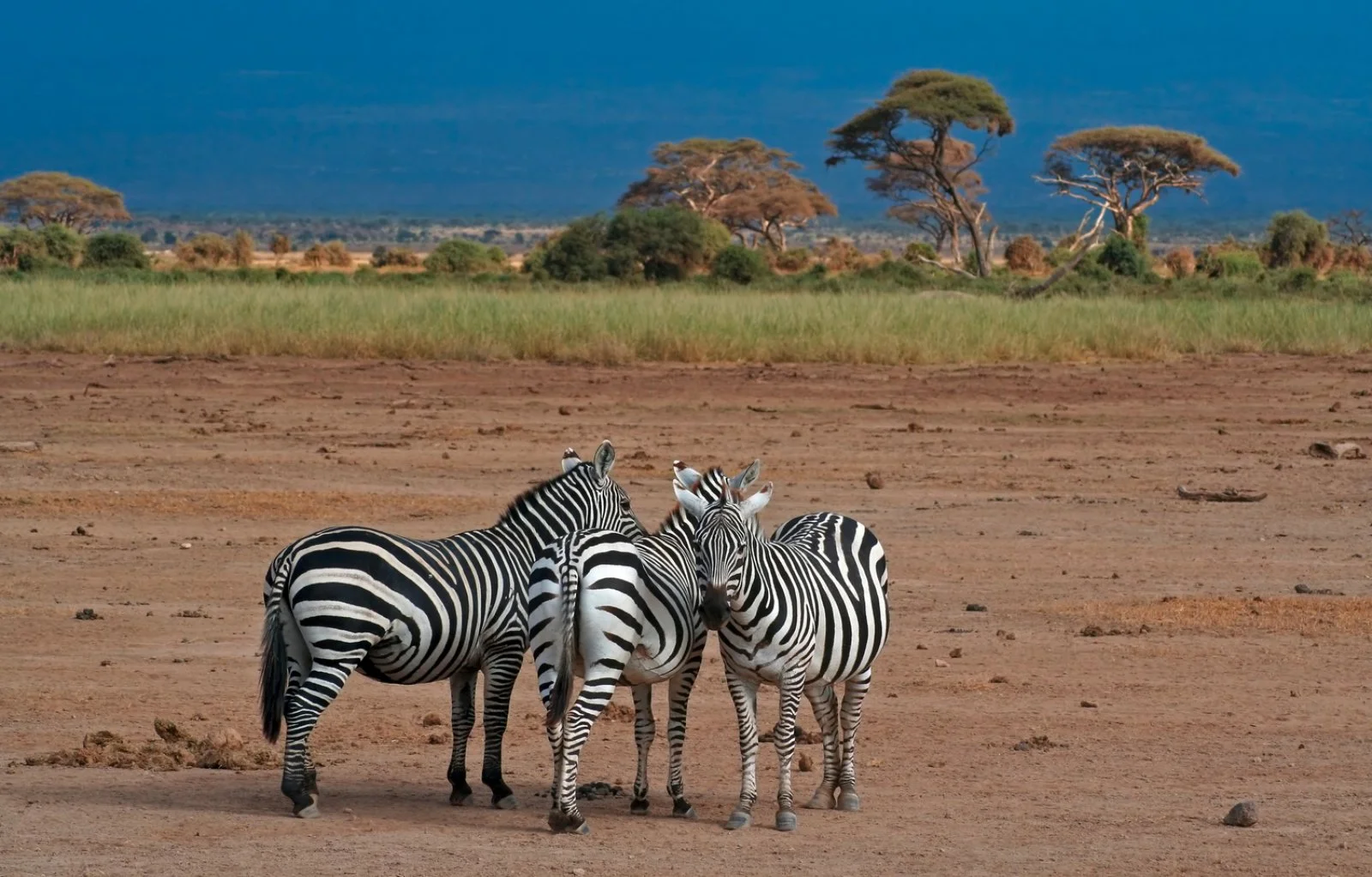 Mombasa/Tsavo Ovest (270 km)