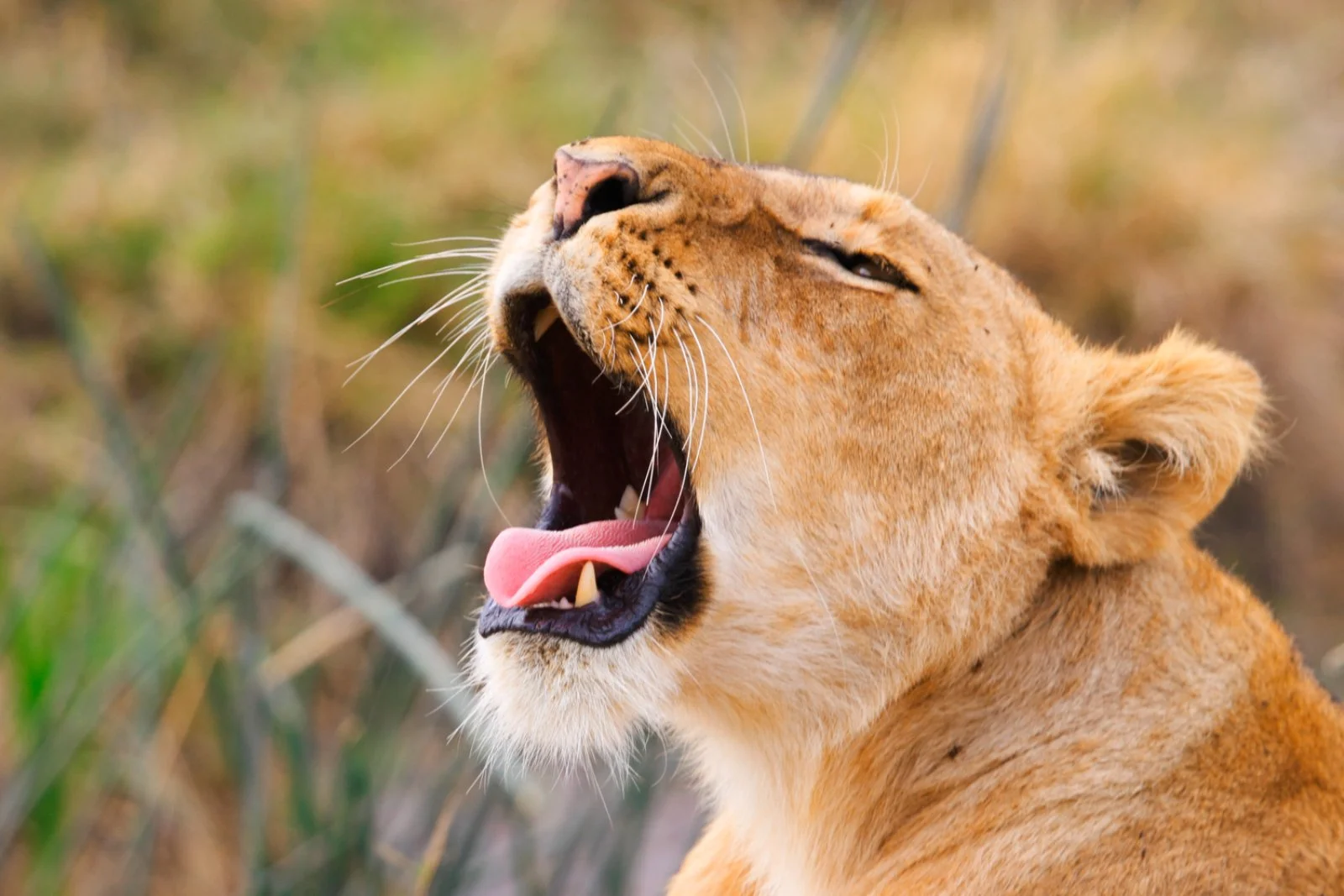 Safari Intour Big Five Experience 