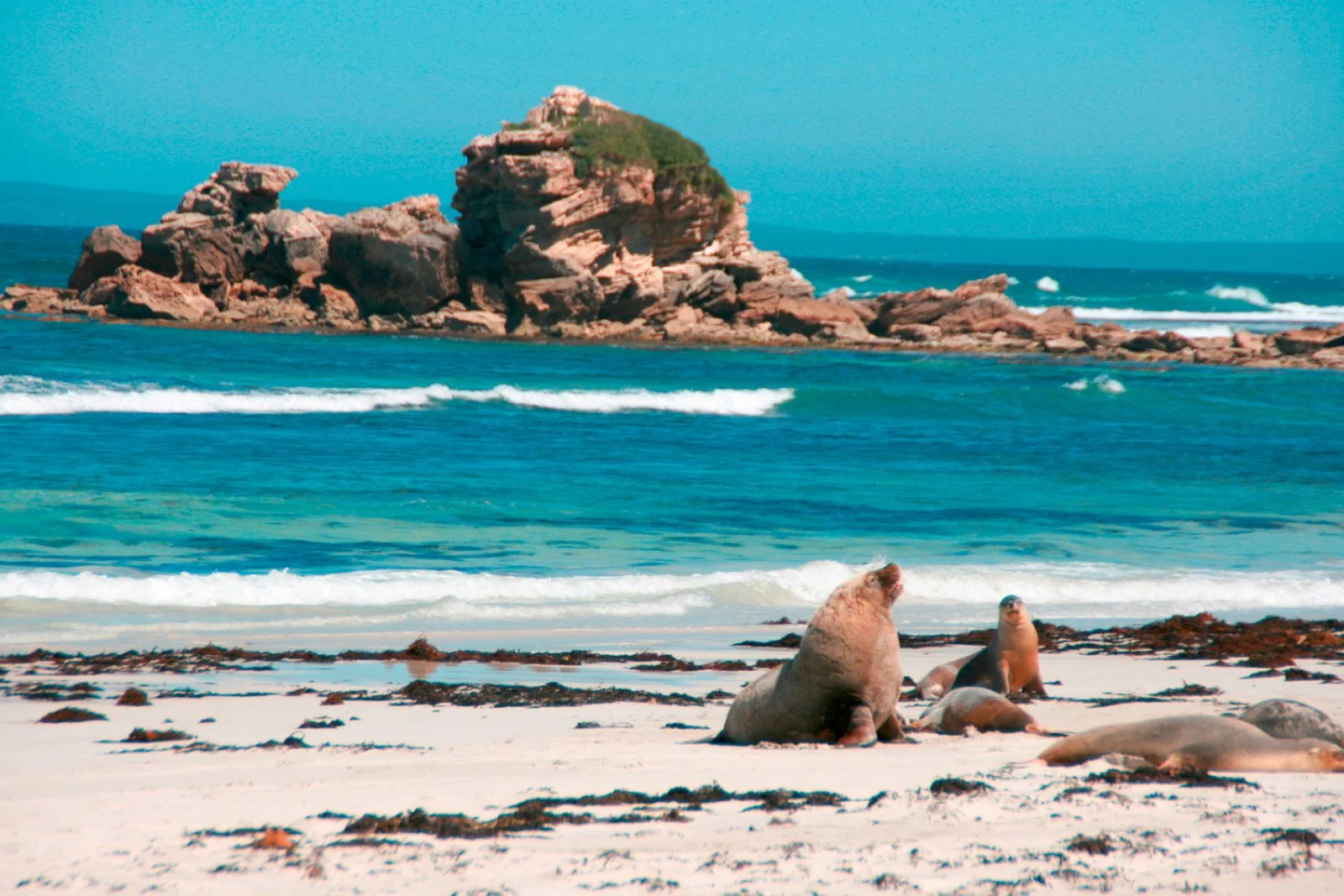 Adelaide - Kangaroo Island