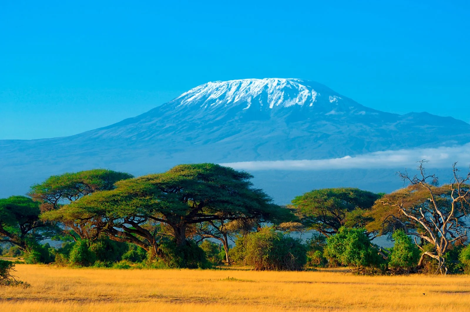 Altipiani Selvaggi E Zanzibar 