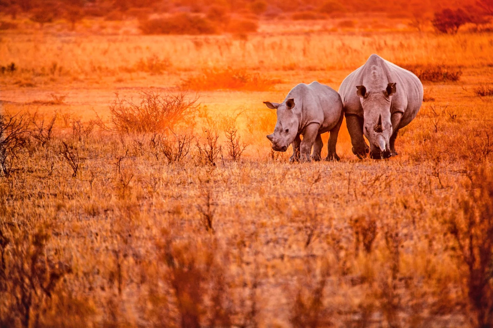 Tsavo East National Park - Mombasa - Diani