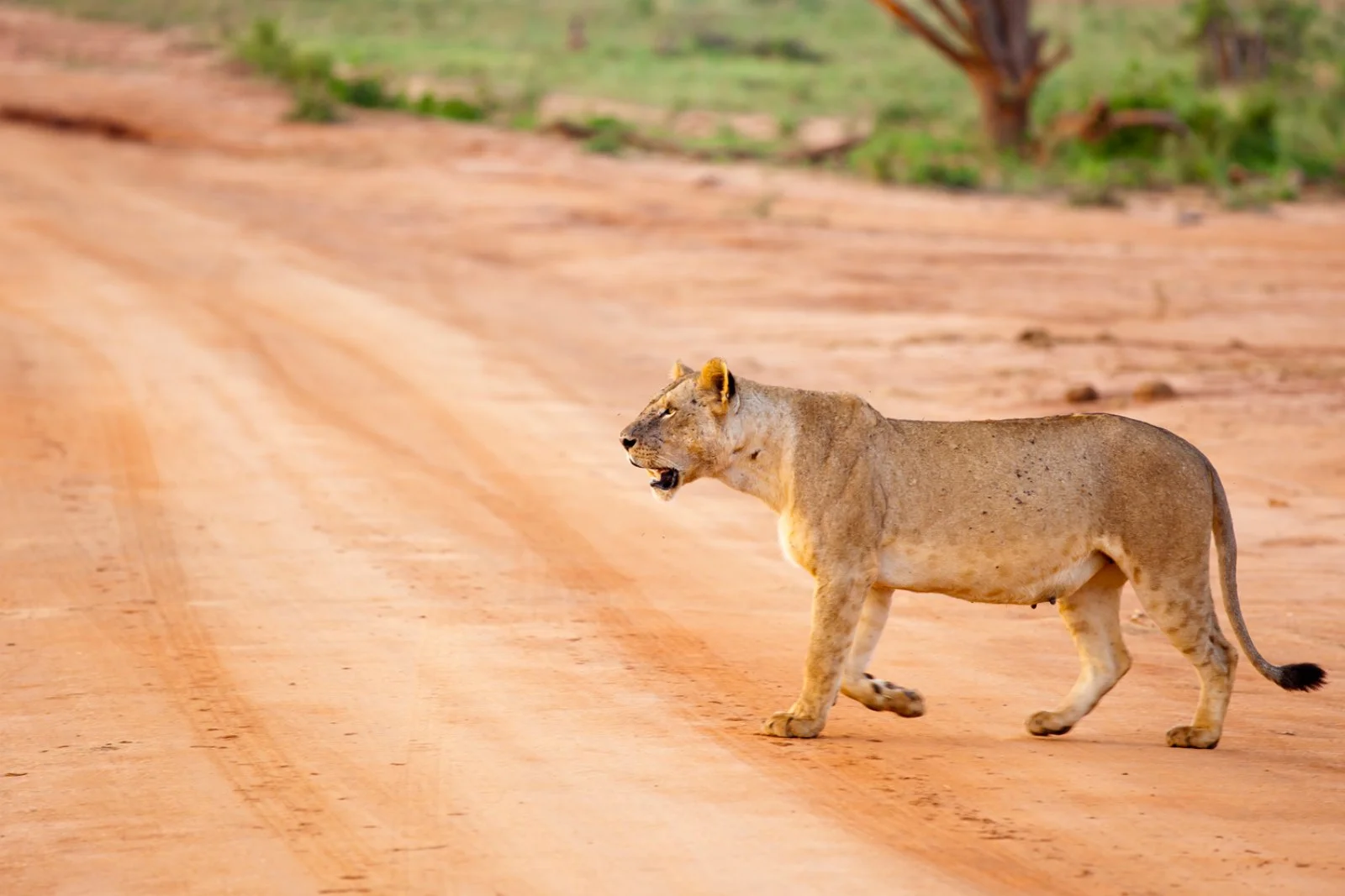 Mombasa - Taita Hills