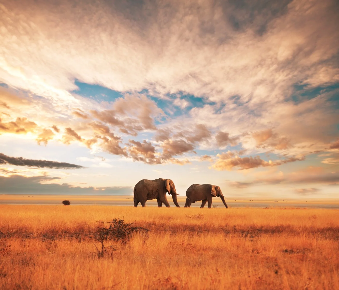 Tsavo Est - Amboseli