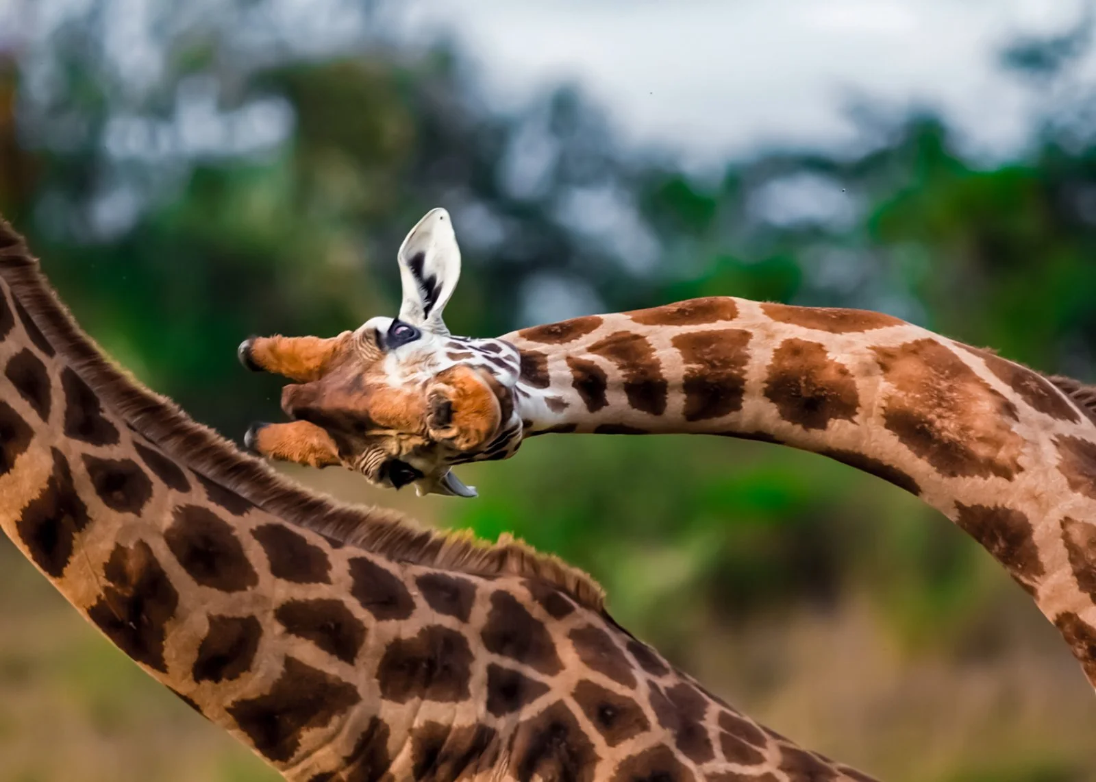 Tsavo Est - Amboseli